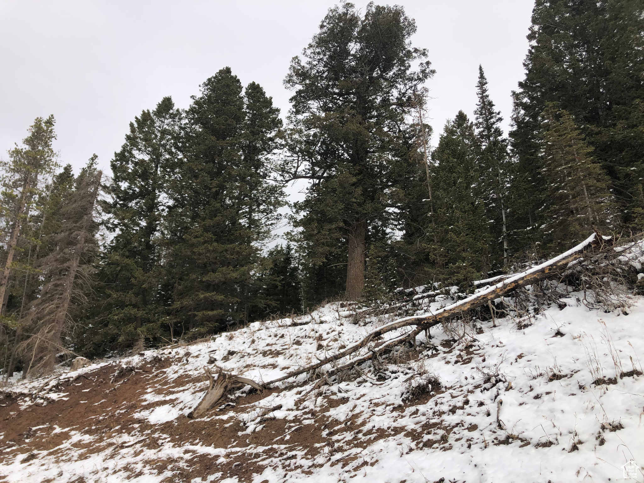 View of hillside and mature trees