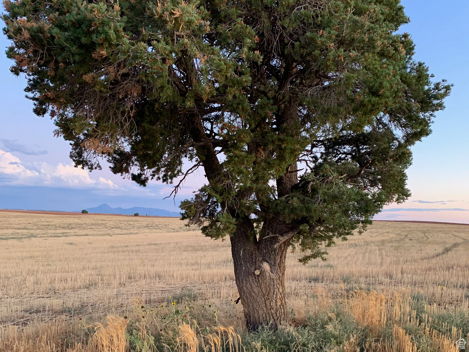 Lone Tree