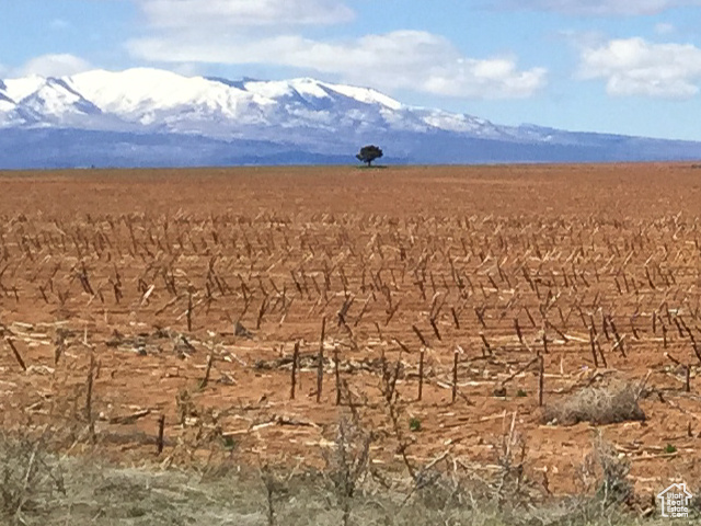 View of lone tree and blue mountains.