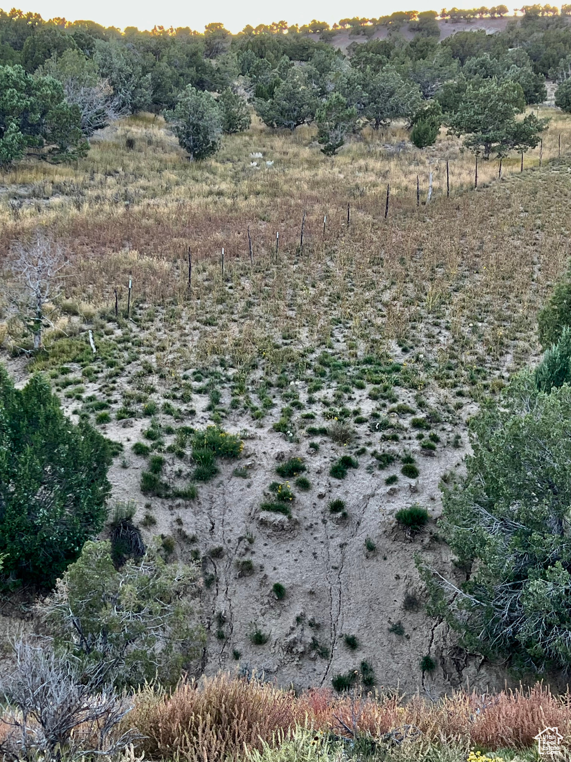 View of local wilderness