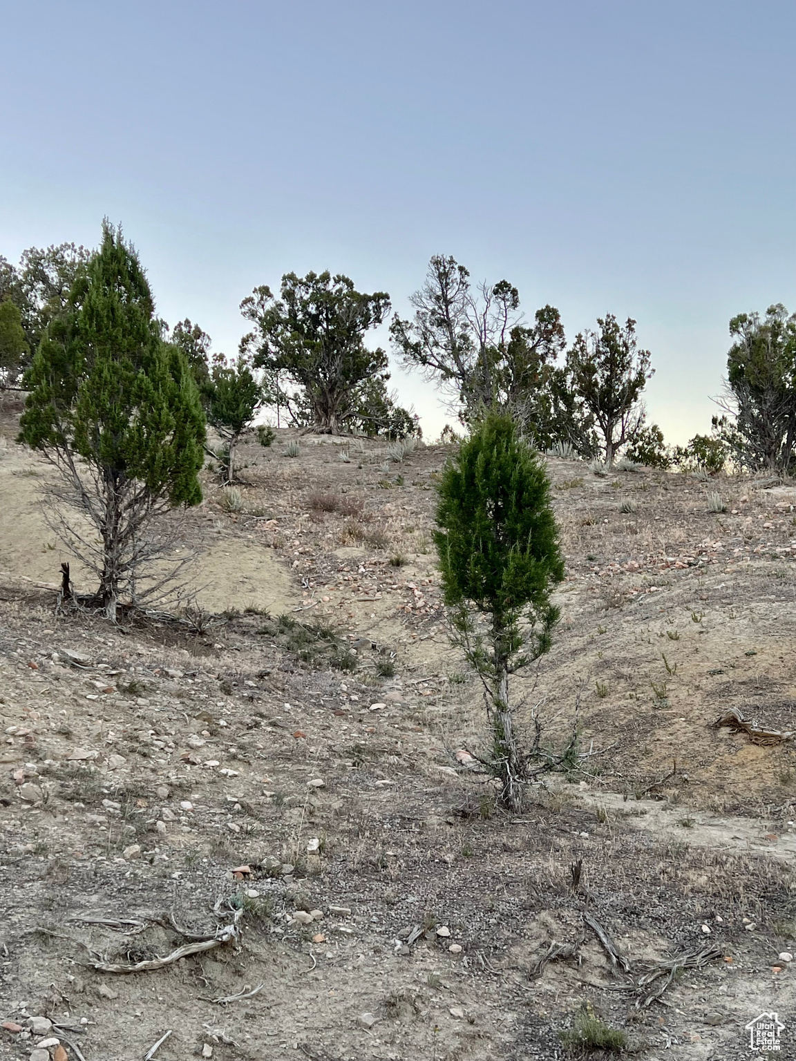 View of local wilderness with a rural view