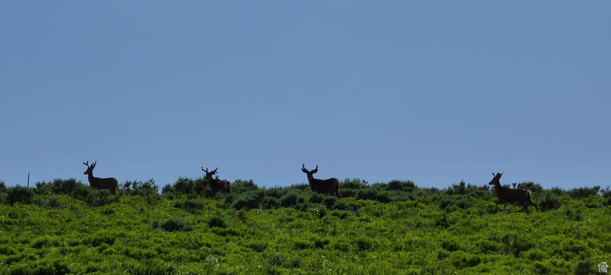 Top of lot with 4 Mule Deer