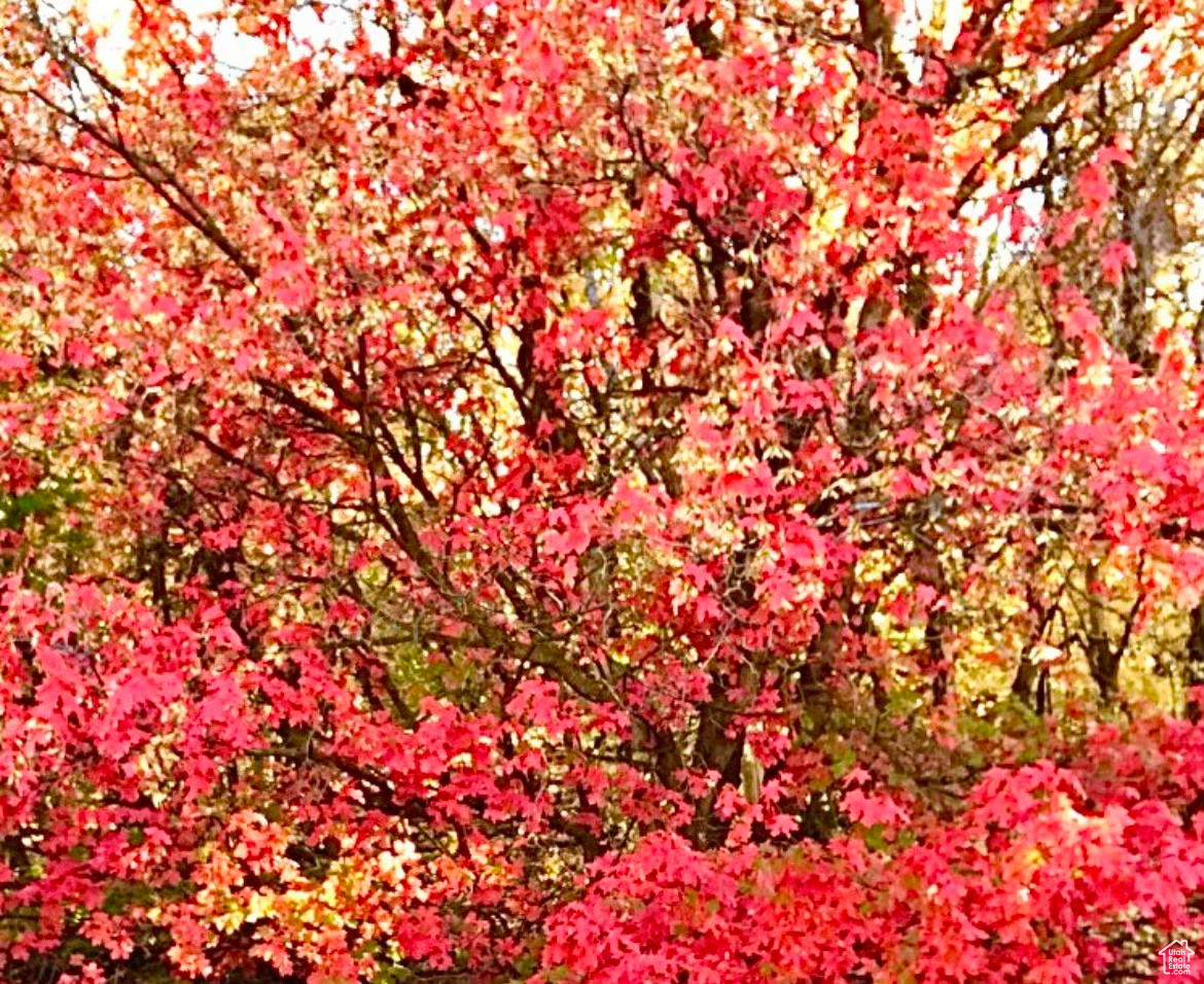 The Fall Colors are amazing on this lot!!