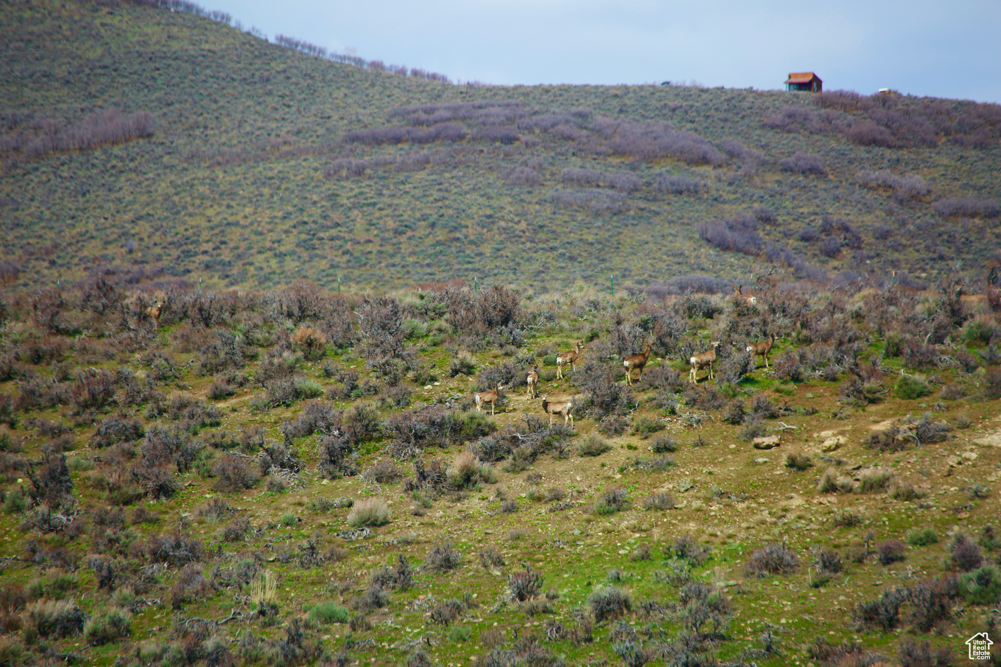 Peoa, Utah 84061, ,Land,For sale,1994020