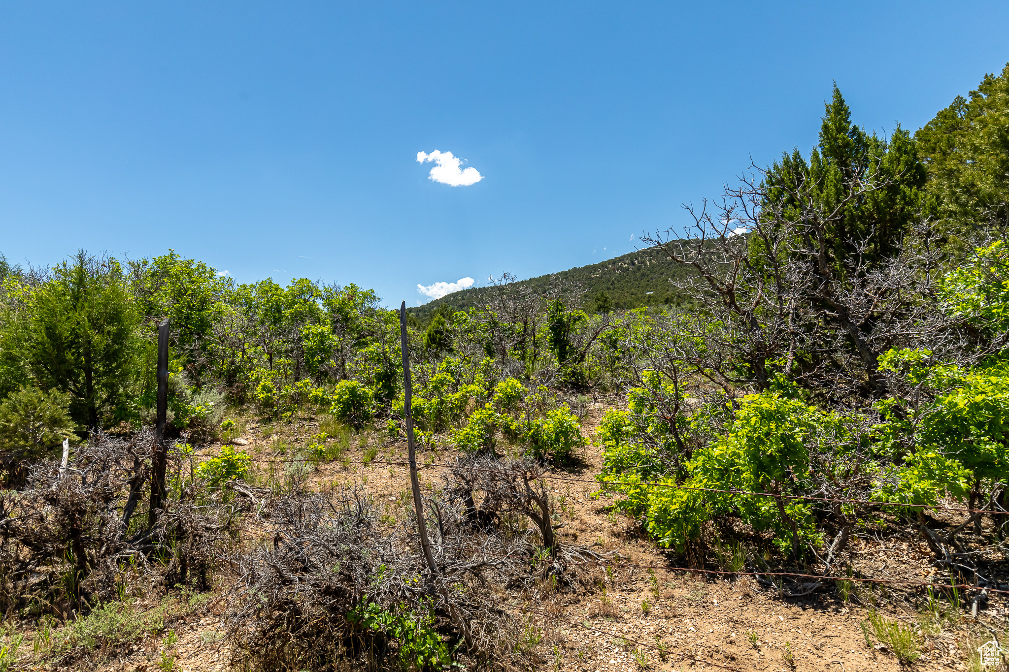 View of nature