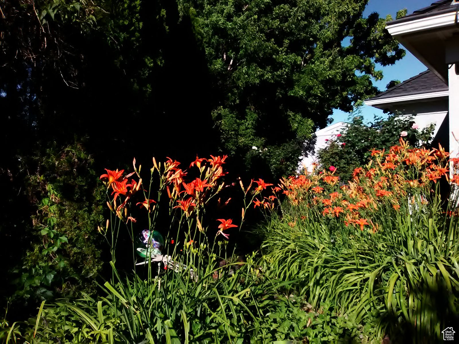 Gorgeous Daylilies