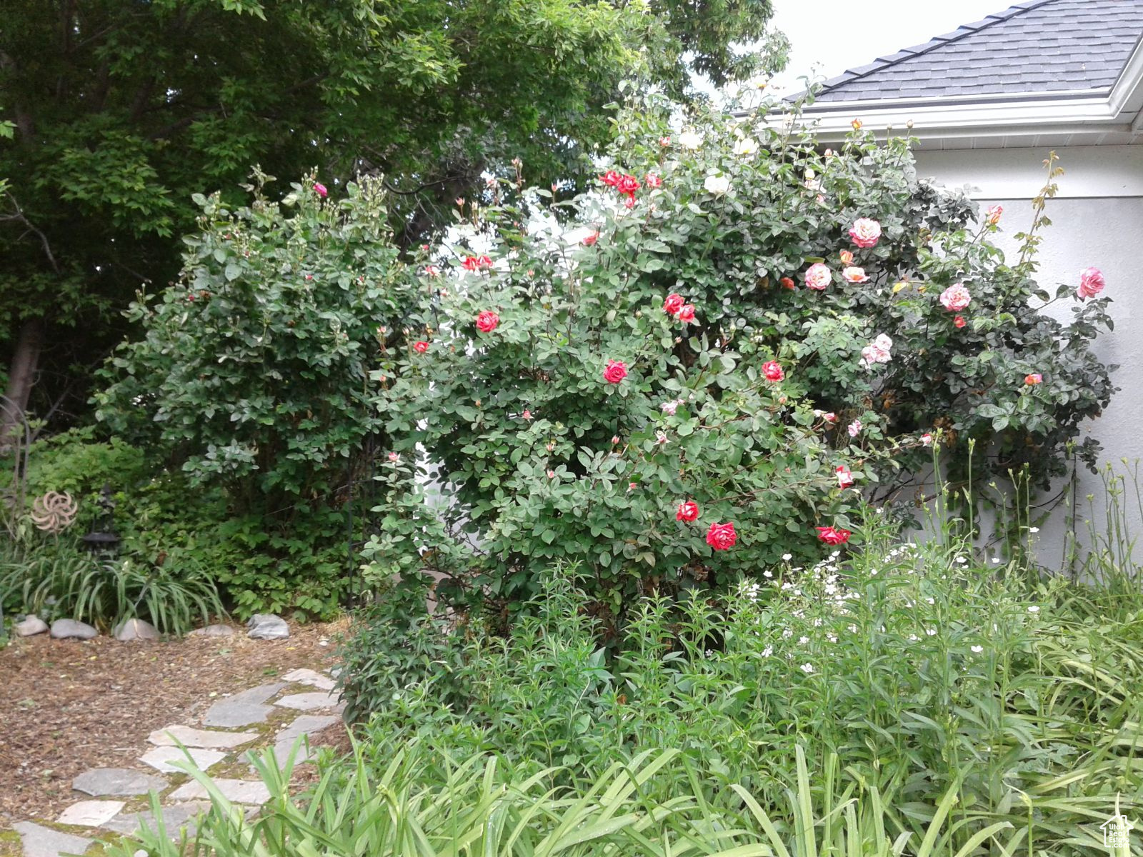 12 foot Rose Bushes