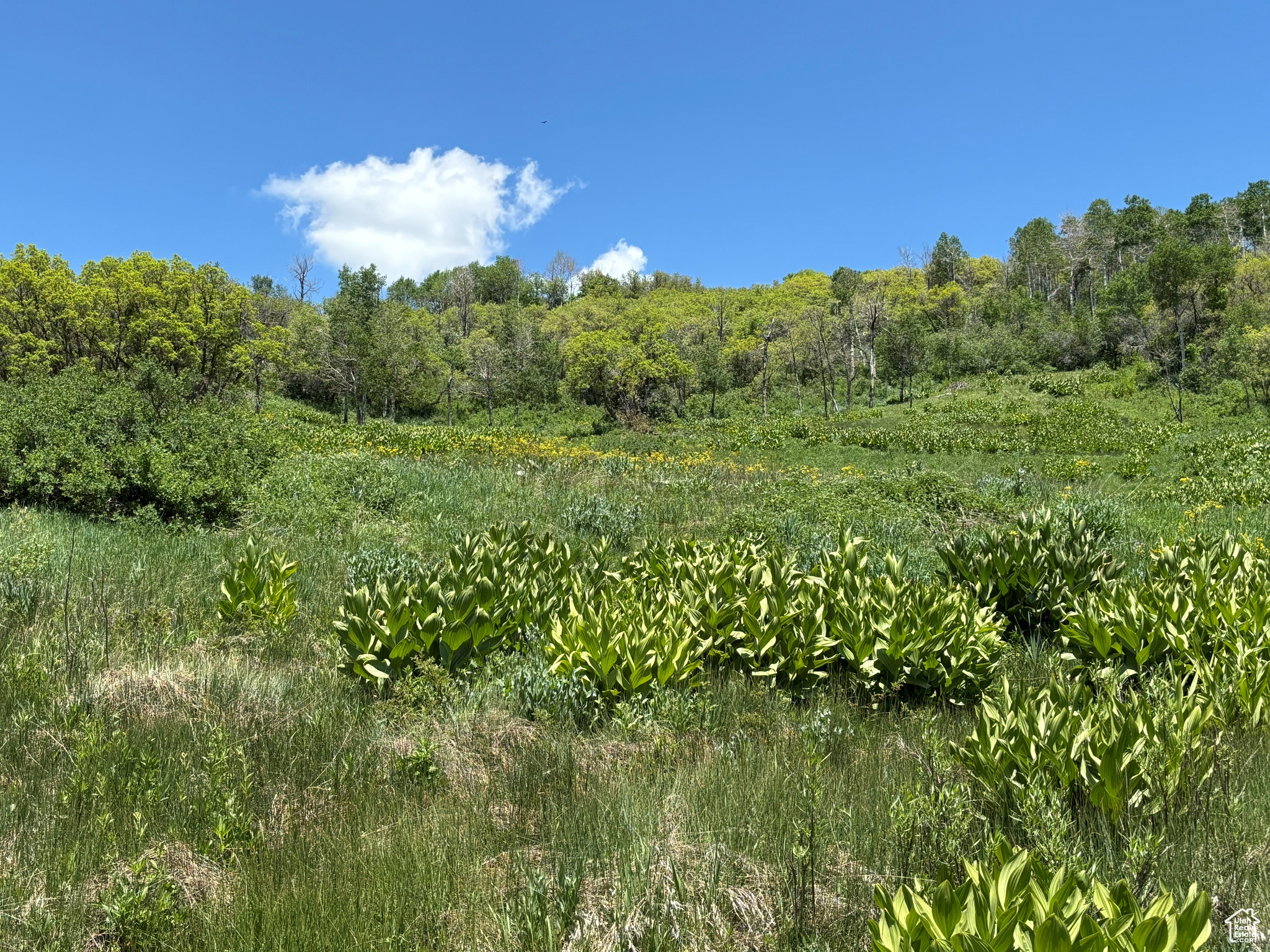 Wanship, Utah 84017, ,Land,For sale,2001753