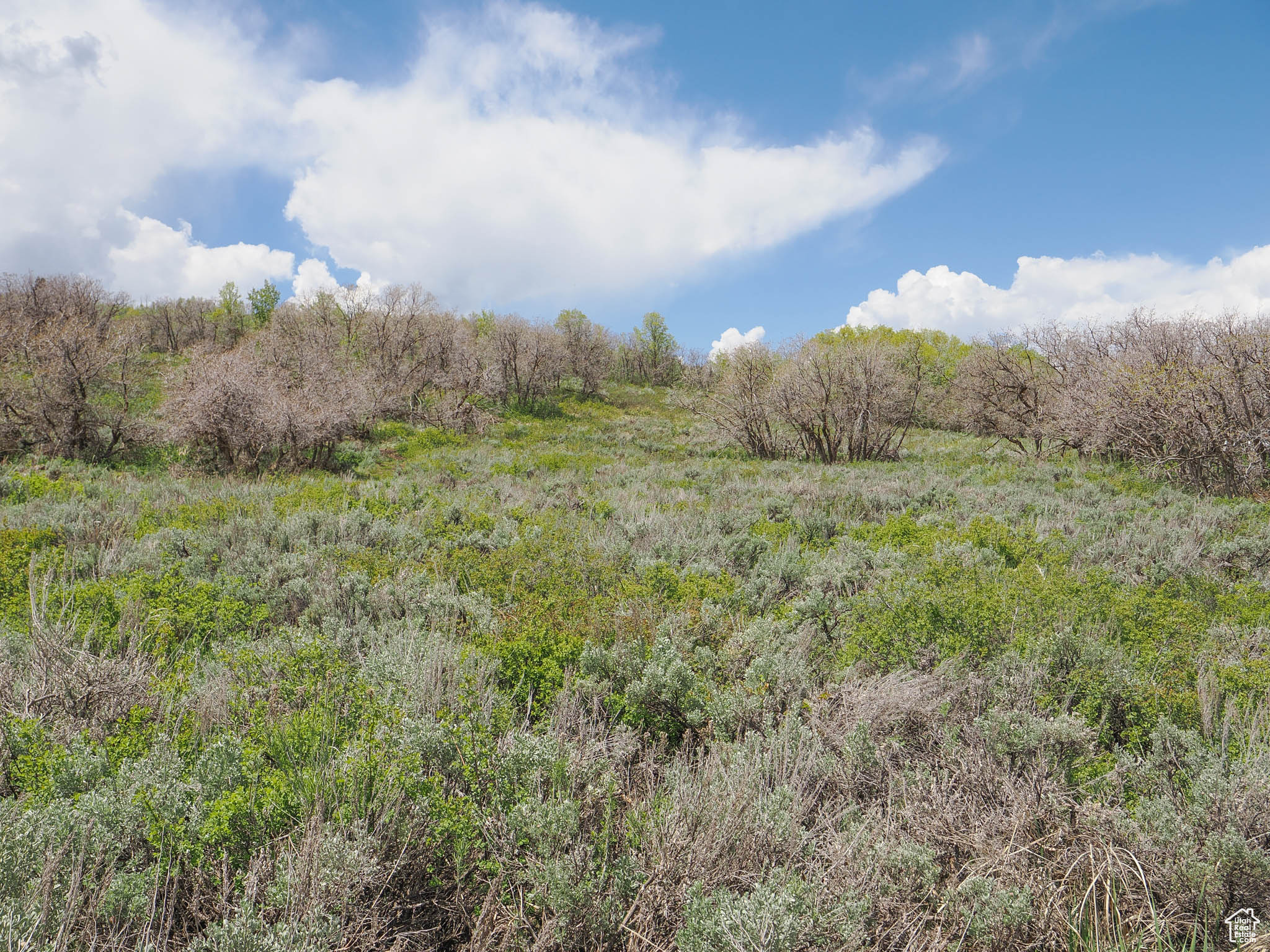 Natural Gambel Oak & Other Vegetation