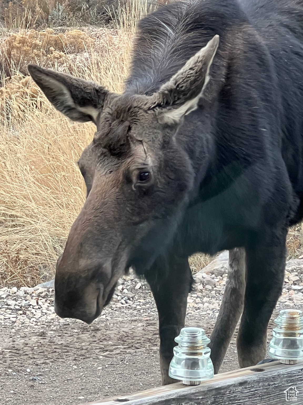 Moose visiting the front water feature