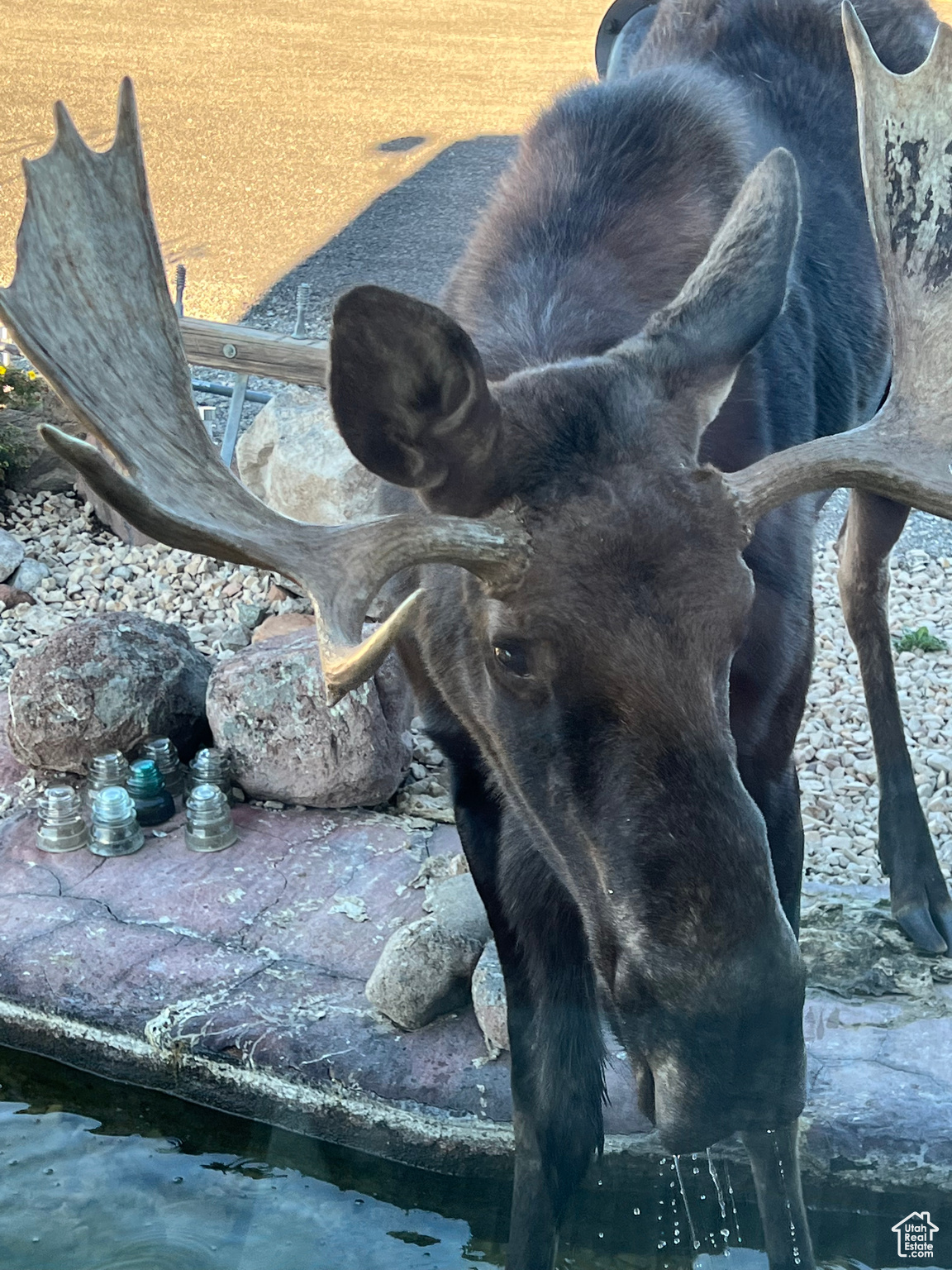 Moose visiting the front water feature