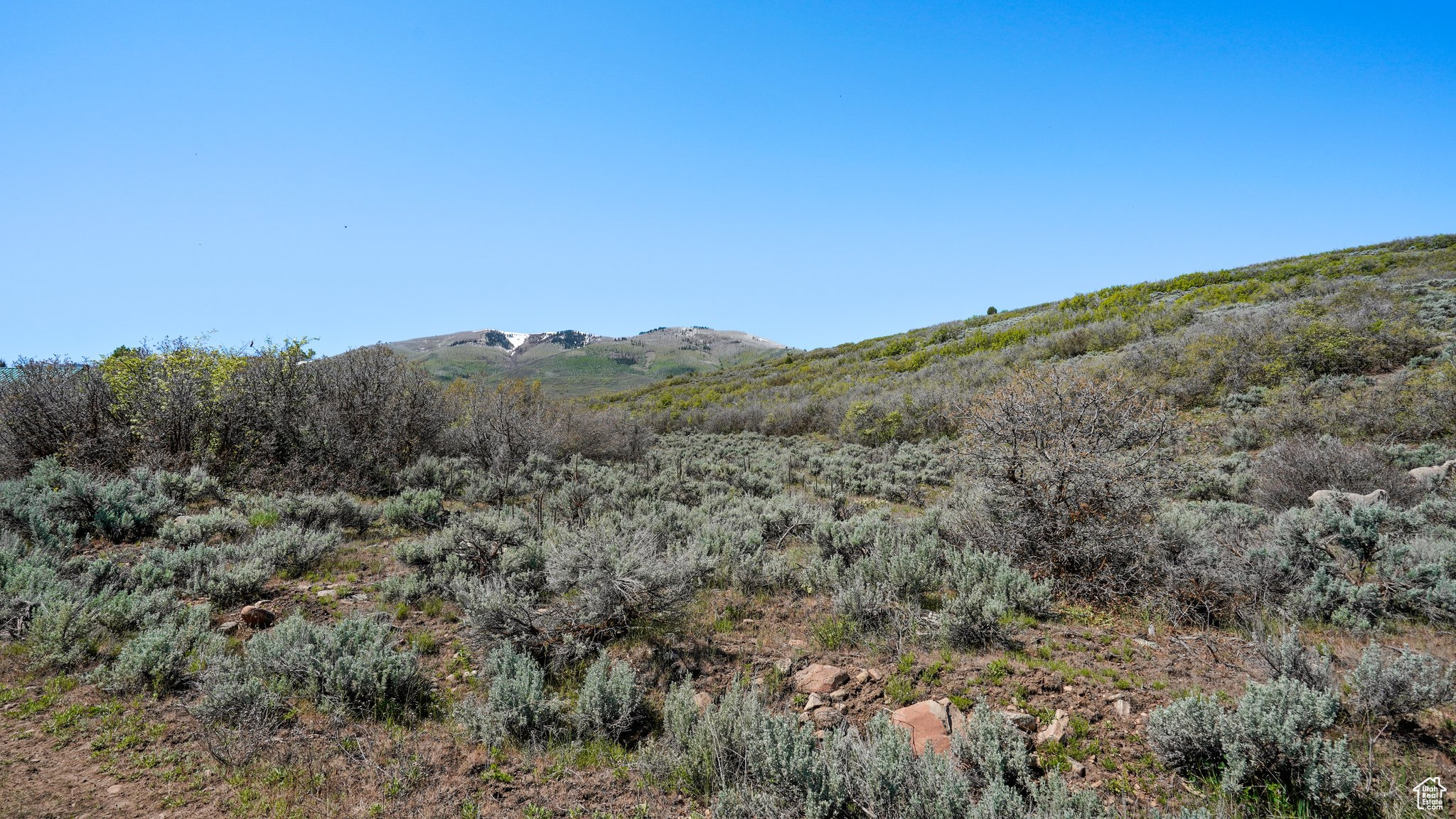 1 ON SMOOTH HOLLOW, Wallsburg, Utah 84082, ,Land,For sale,ON SMOOTH HOLLOW,2002389