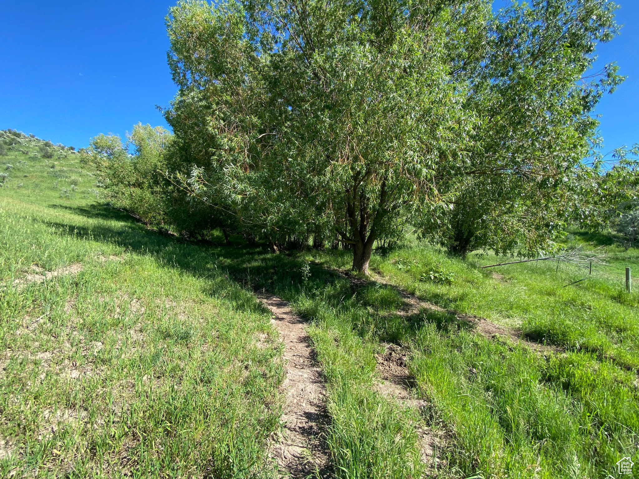 View of local wilderness