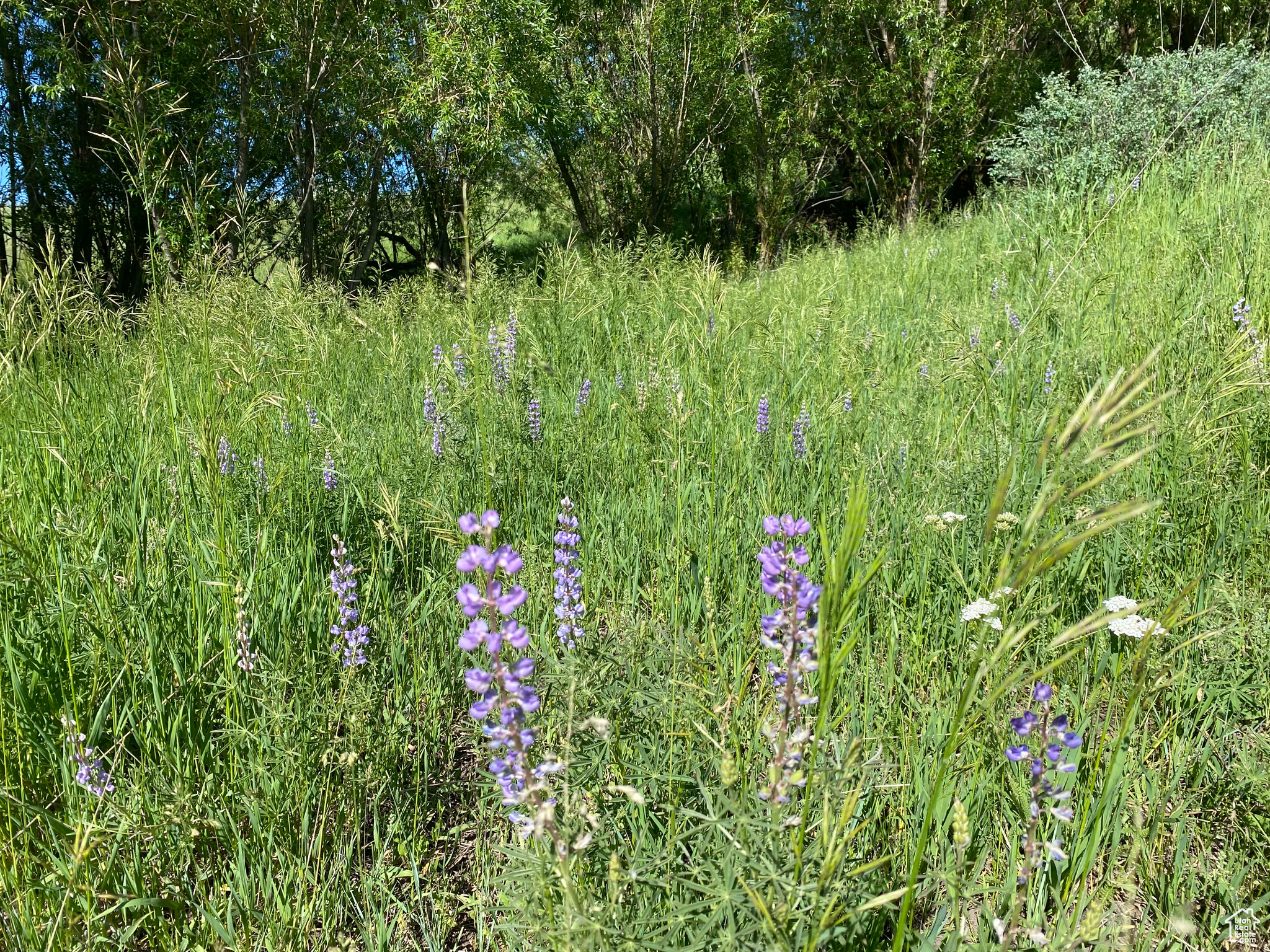 View of local wilderness