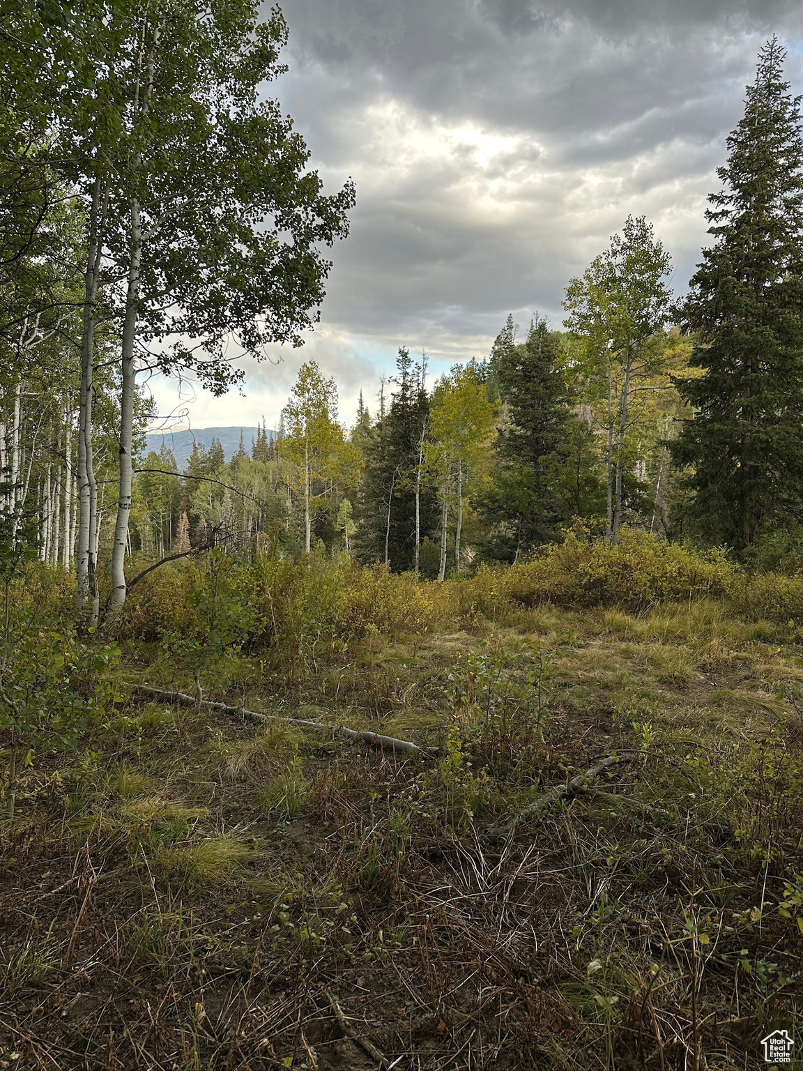 View of nature