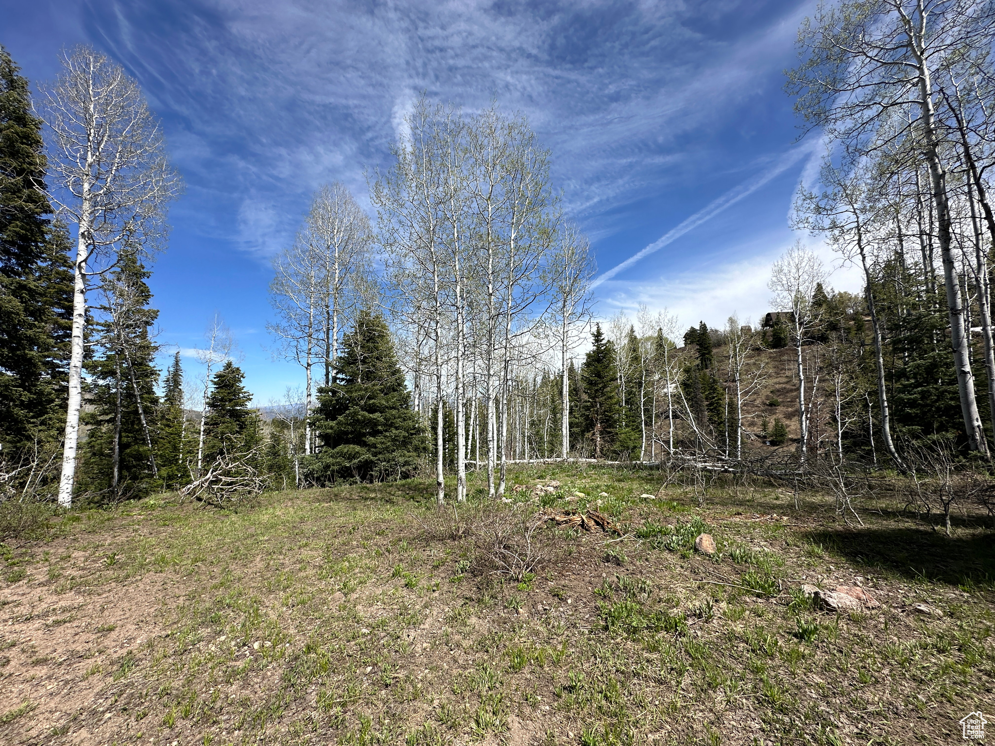 View of local wilderness