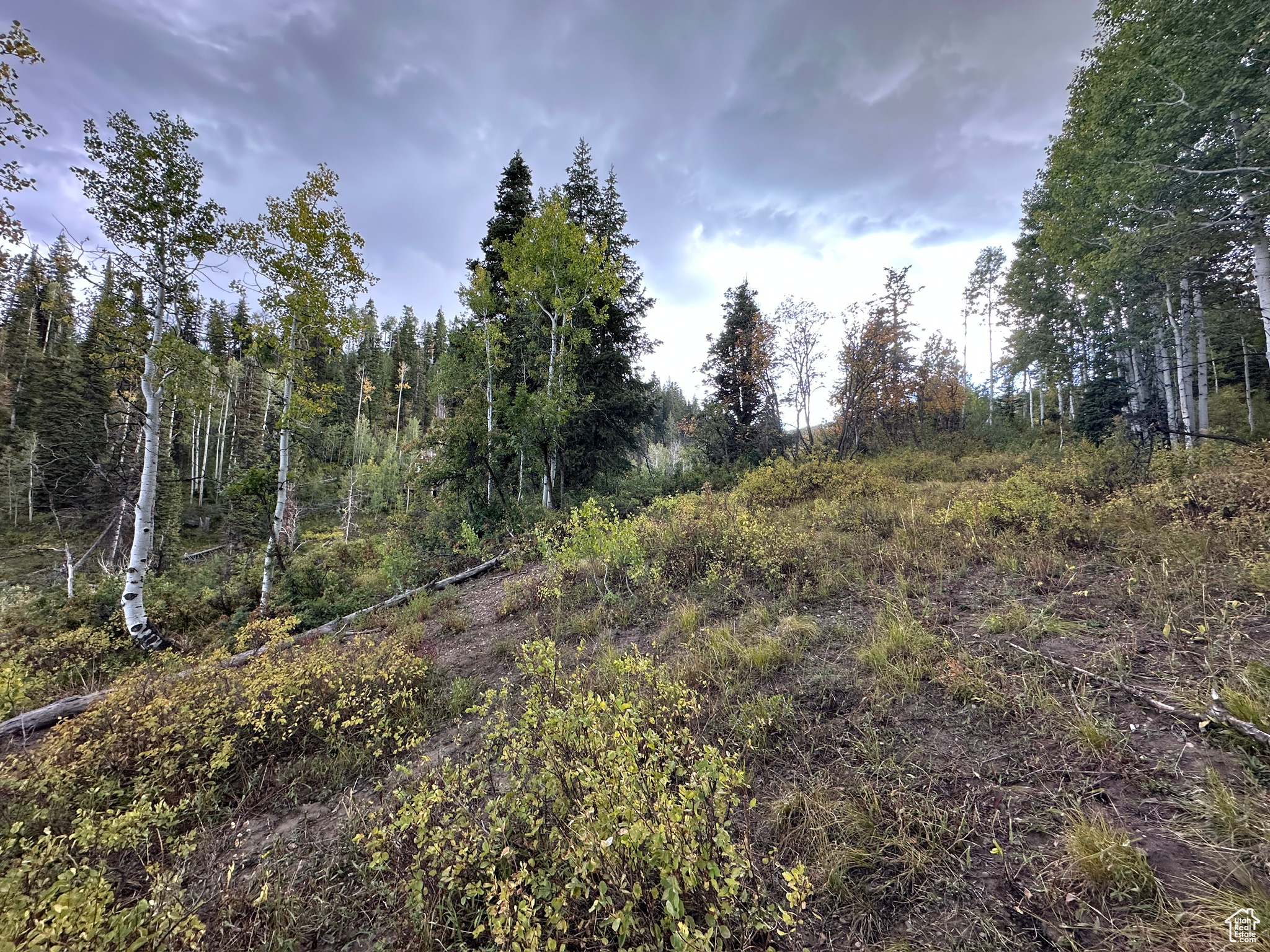 View of local wilderness