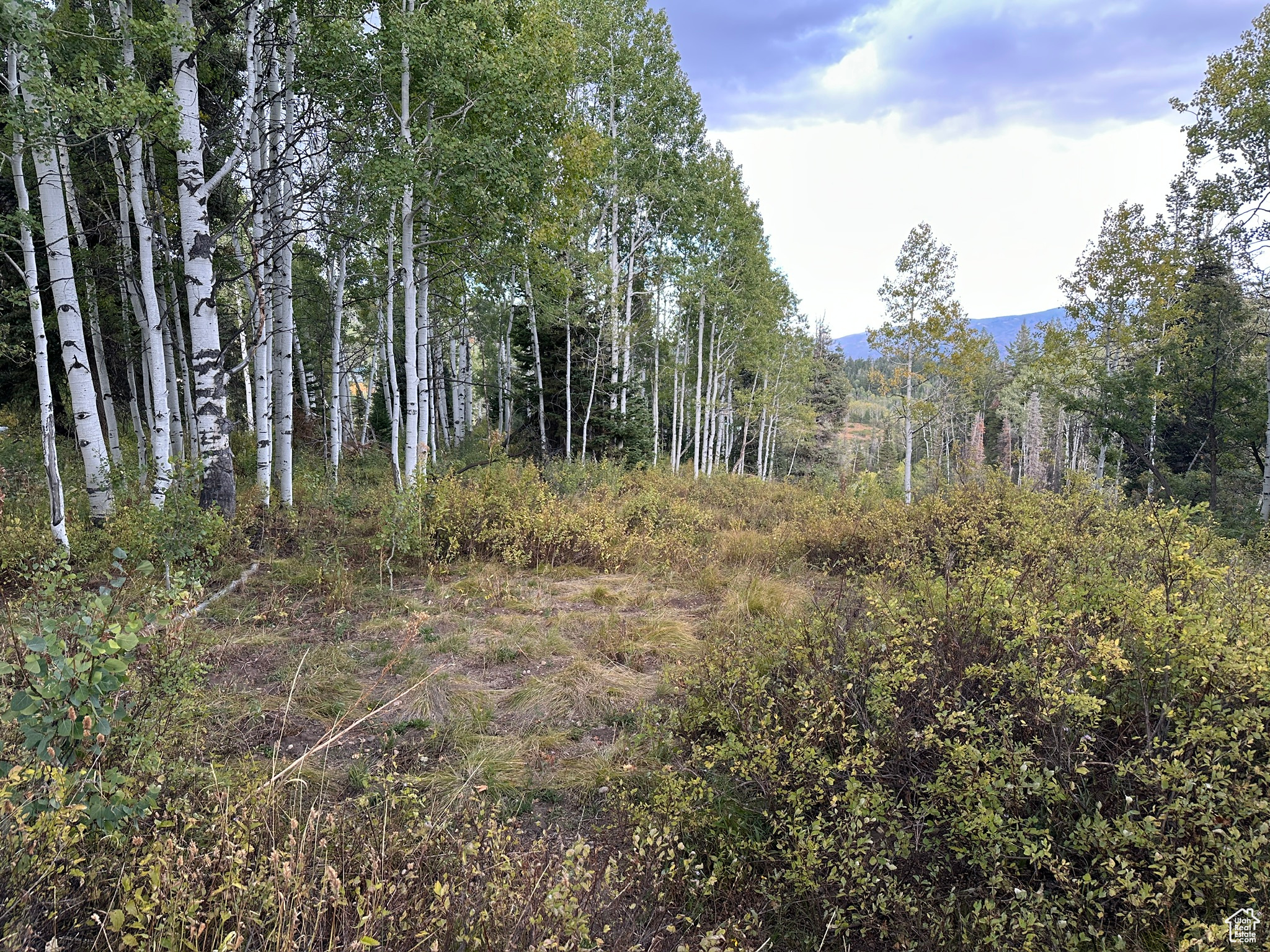 View of local wilderness