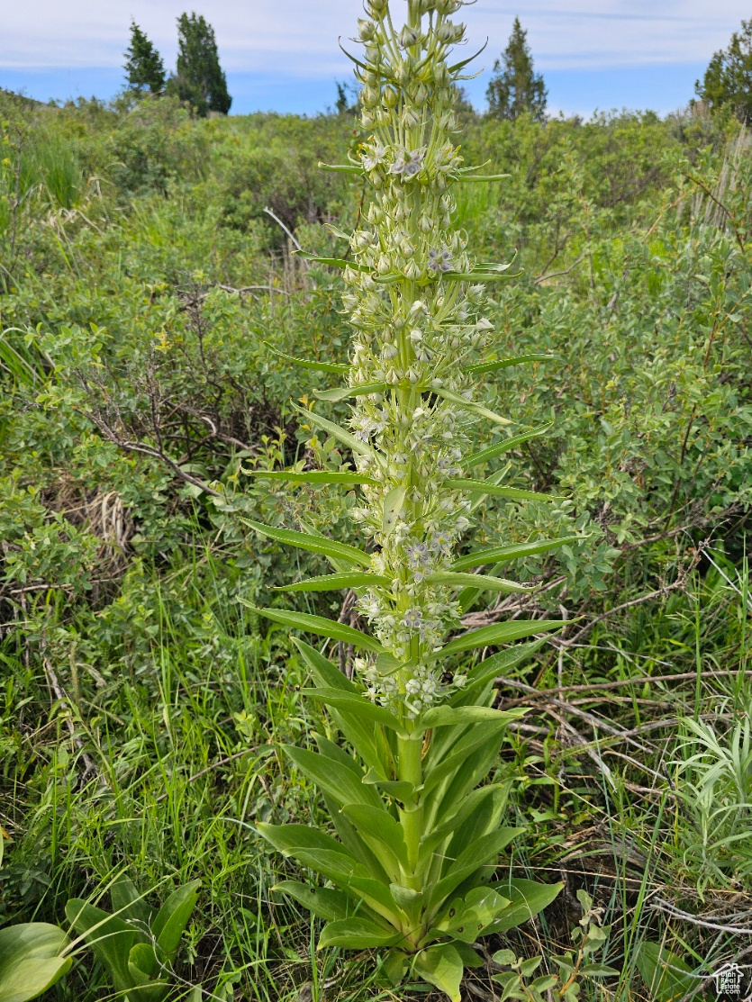 Elk Weed