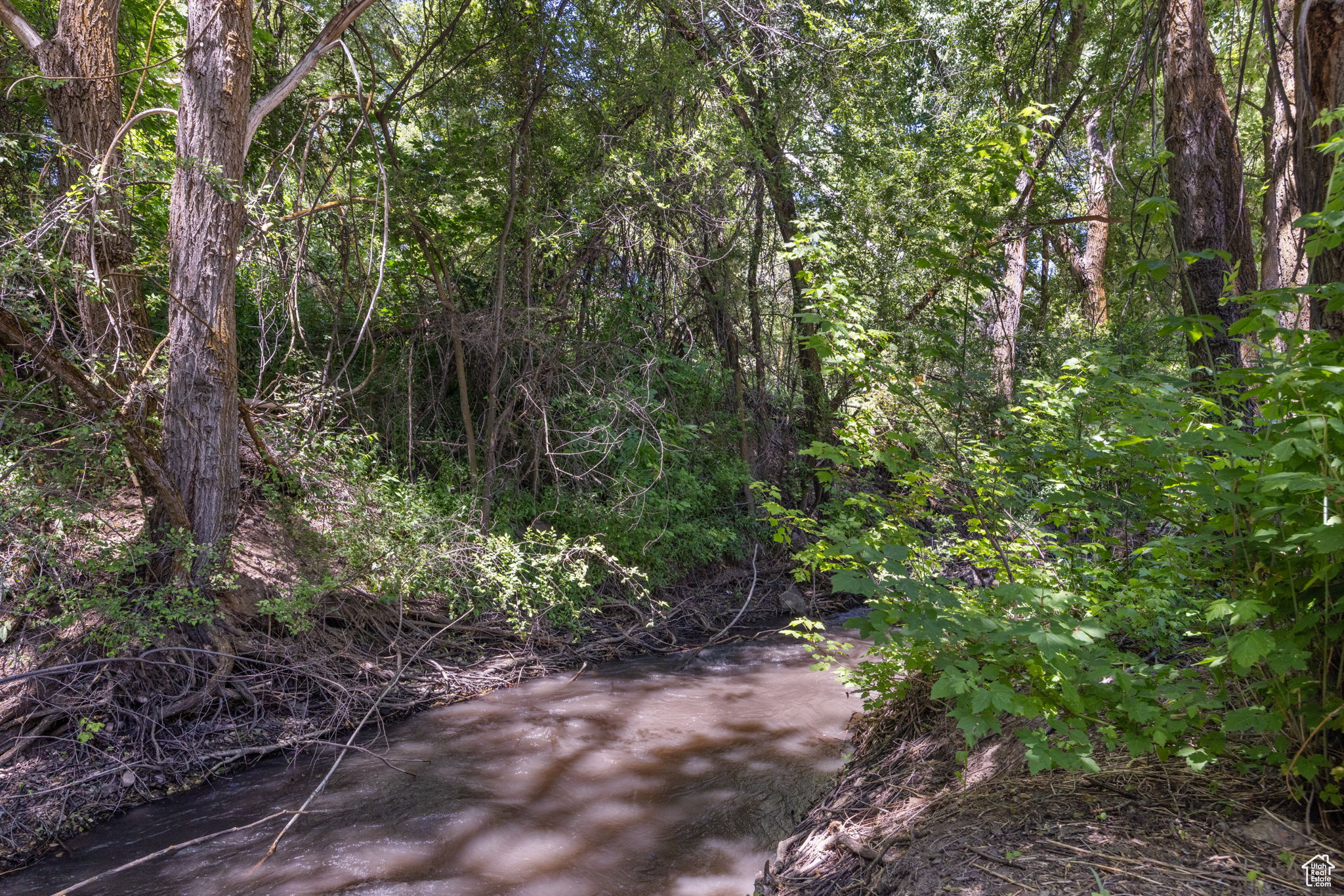 View of local wilderness