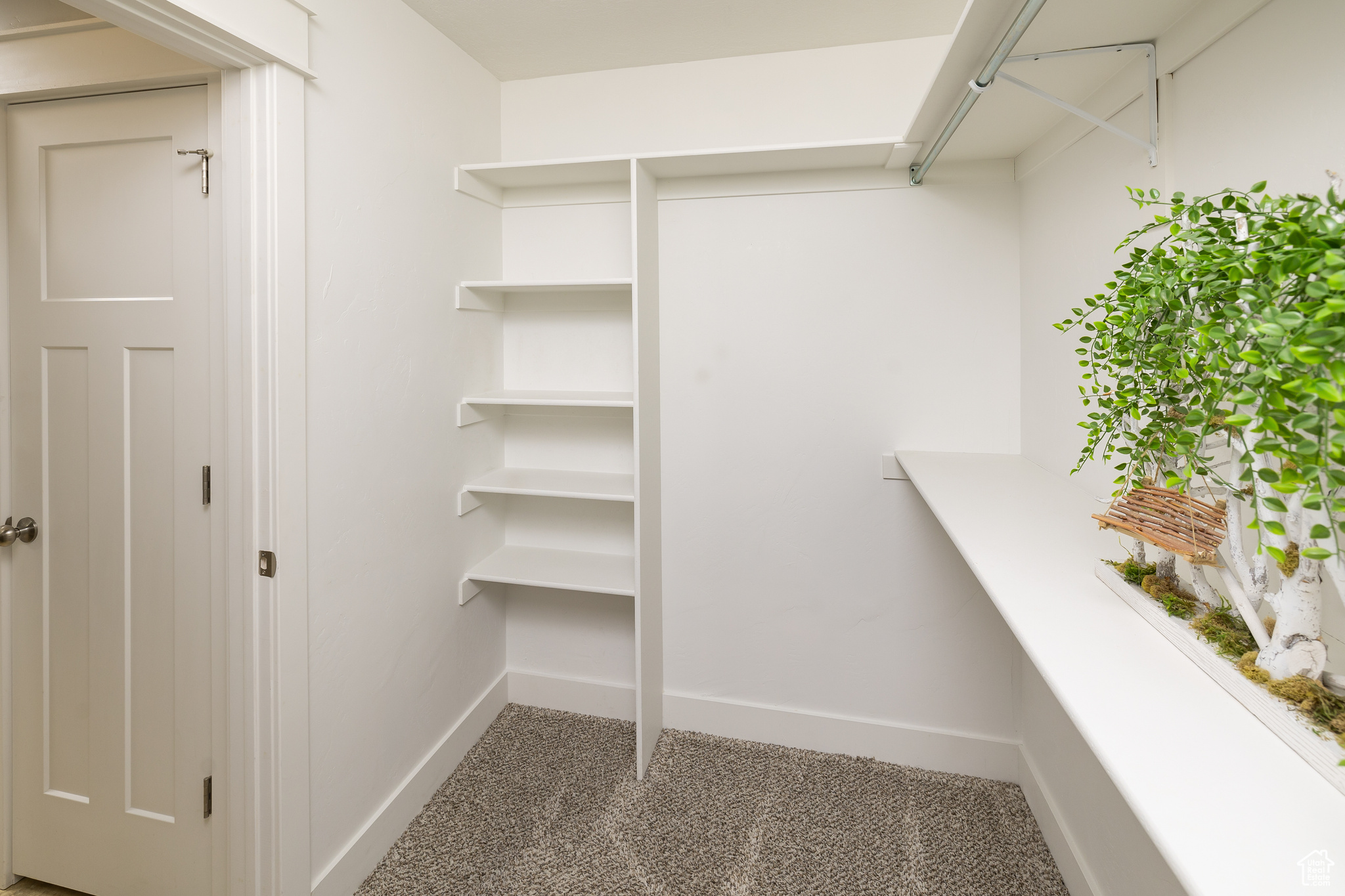 Spacious closet featuring carpet