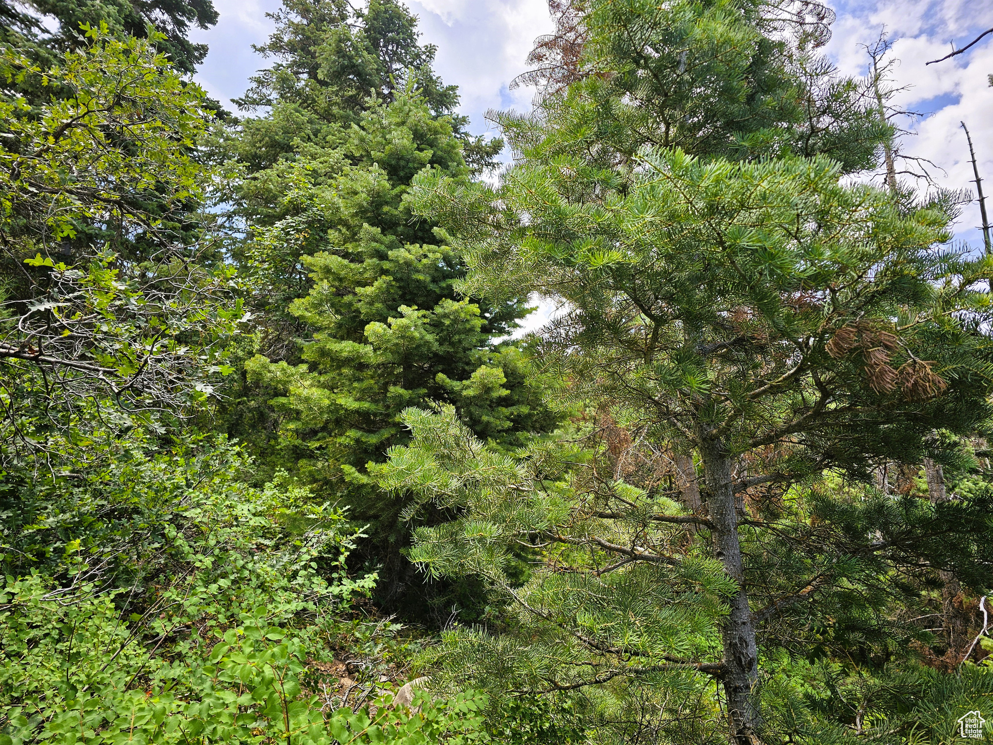 44 Pine Cir Mt Pleasant UT 84647 55,000