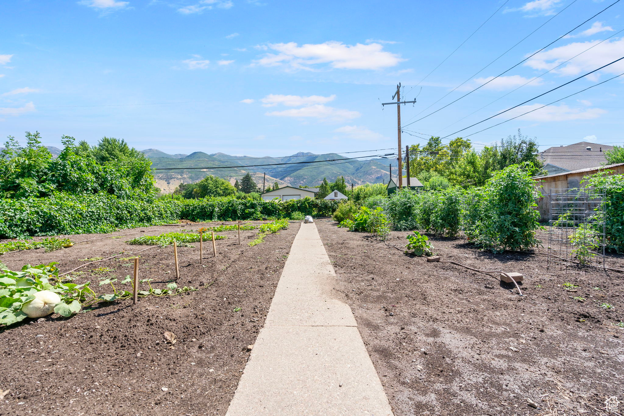 Backyard Vegatable Garden