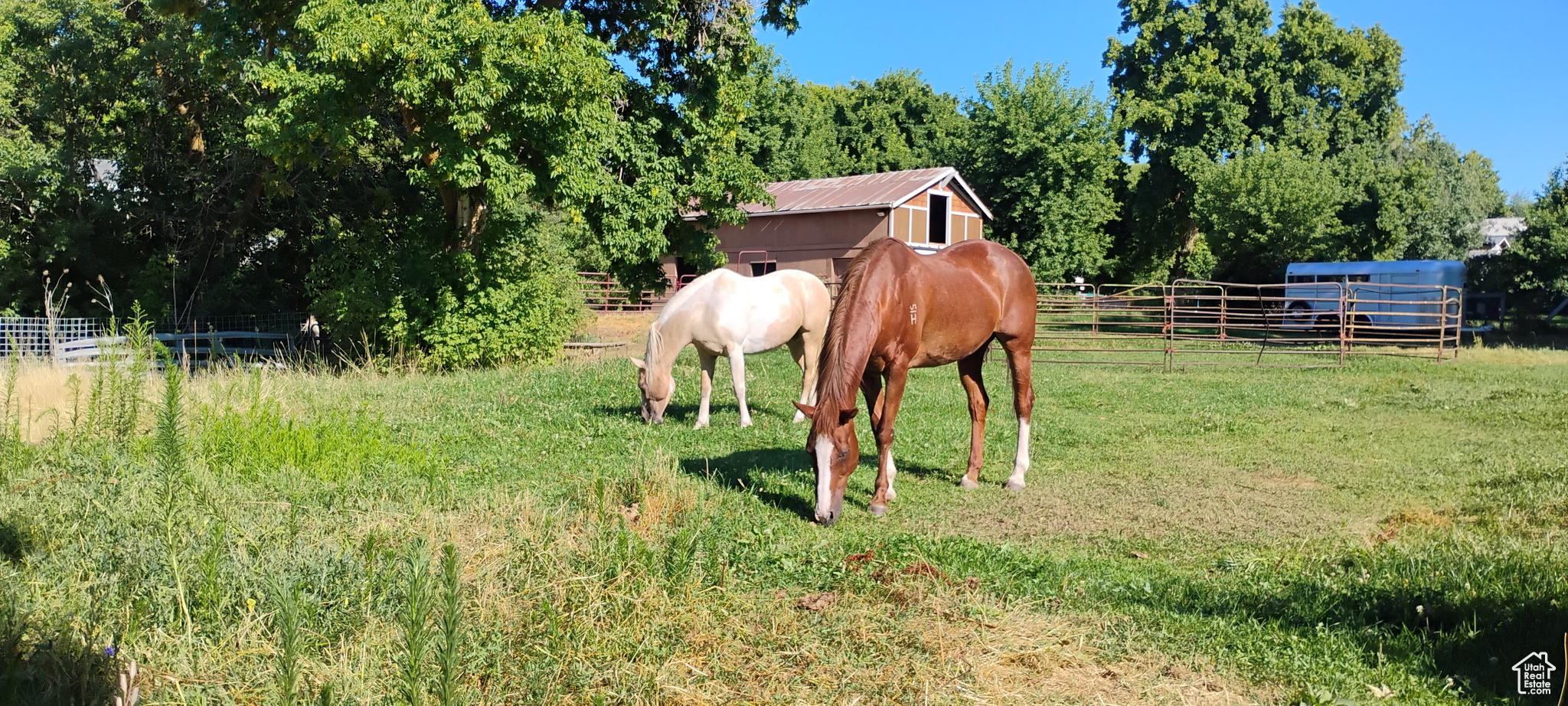 Neighbors horses