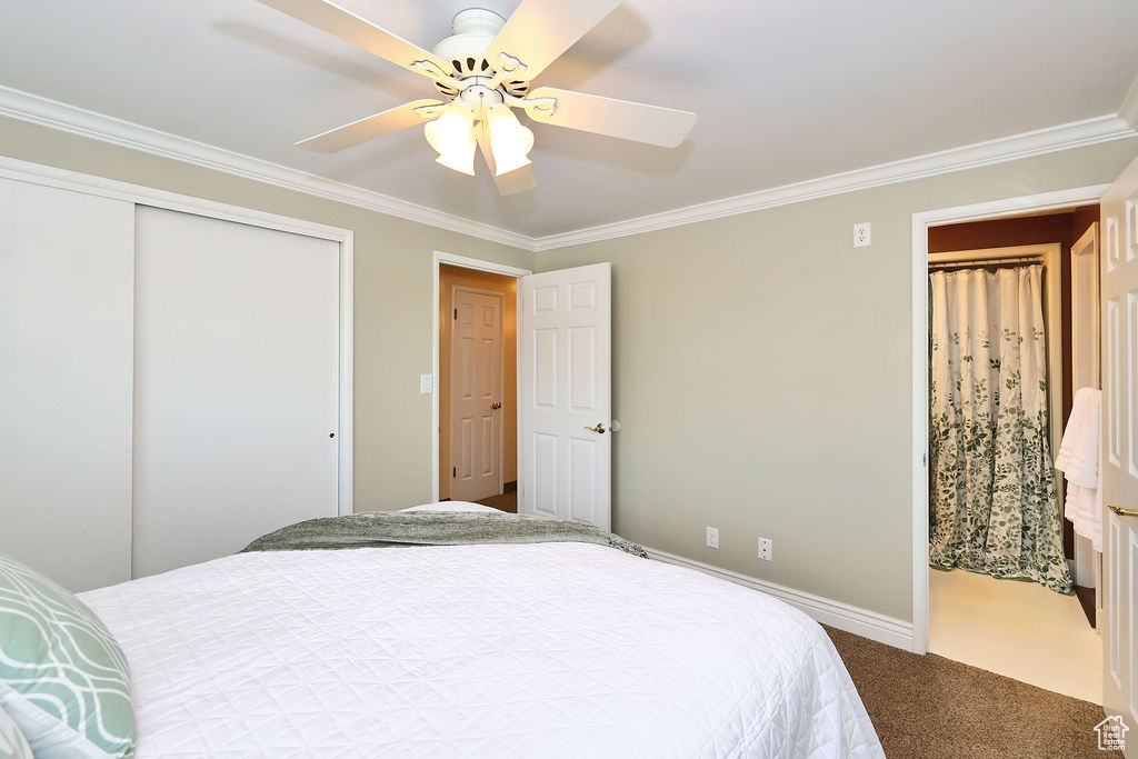 Master Bedroom featuring crown molding, carpet, ceiling fan, and a closet looking into master bathroom