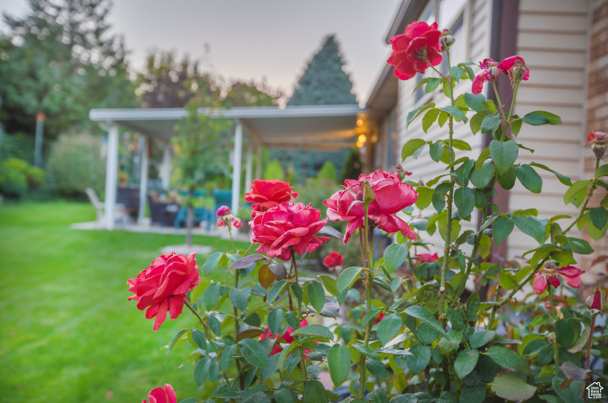 Large flat backyard with beautiful ornamental greenery.