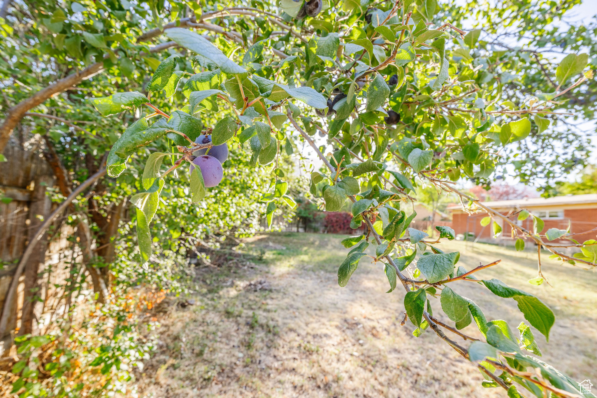 One of several fruit trees