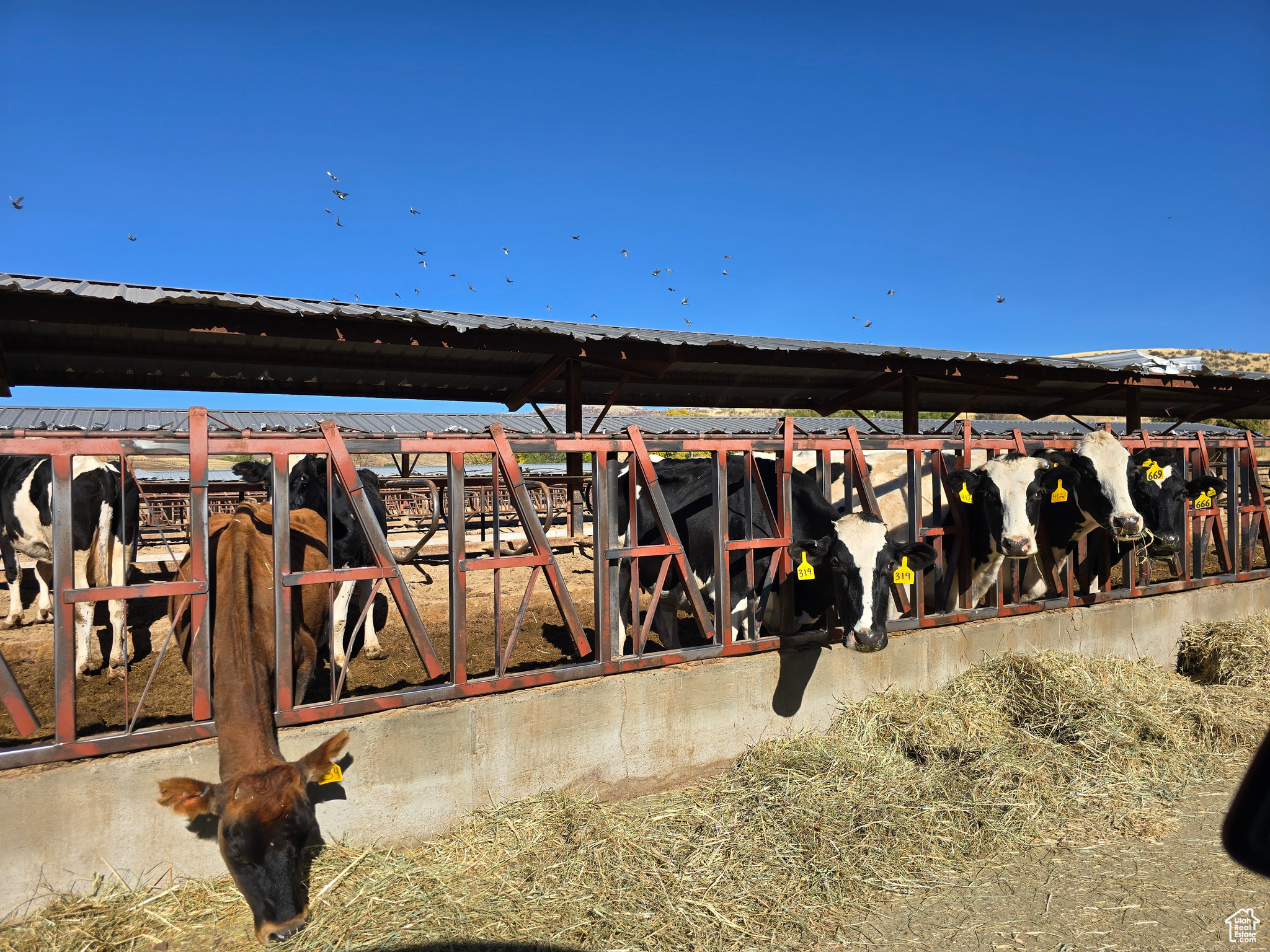 1608 E 9000 N, Preston, Idaho 83263, ,Farm,For sale,9000,2029510