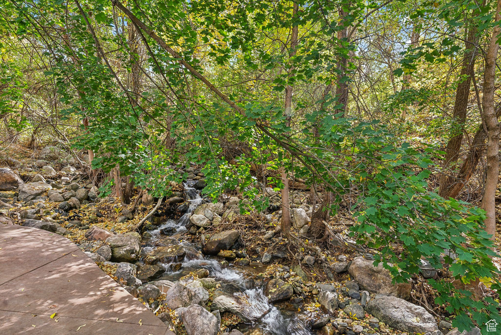 View of local wilderness