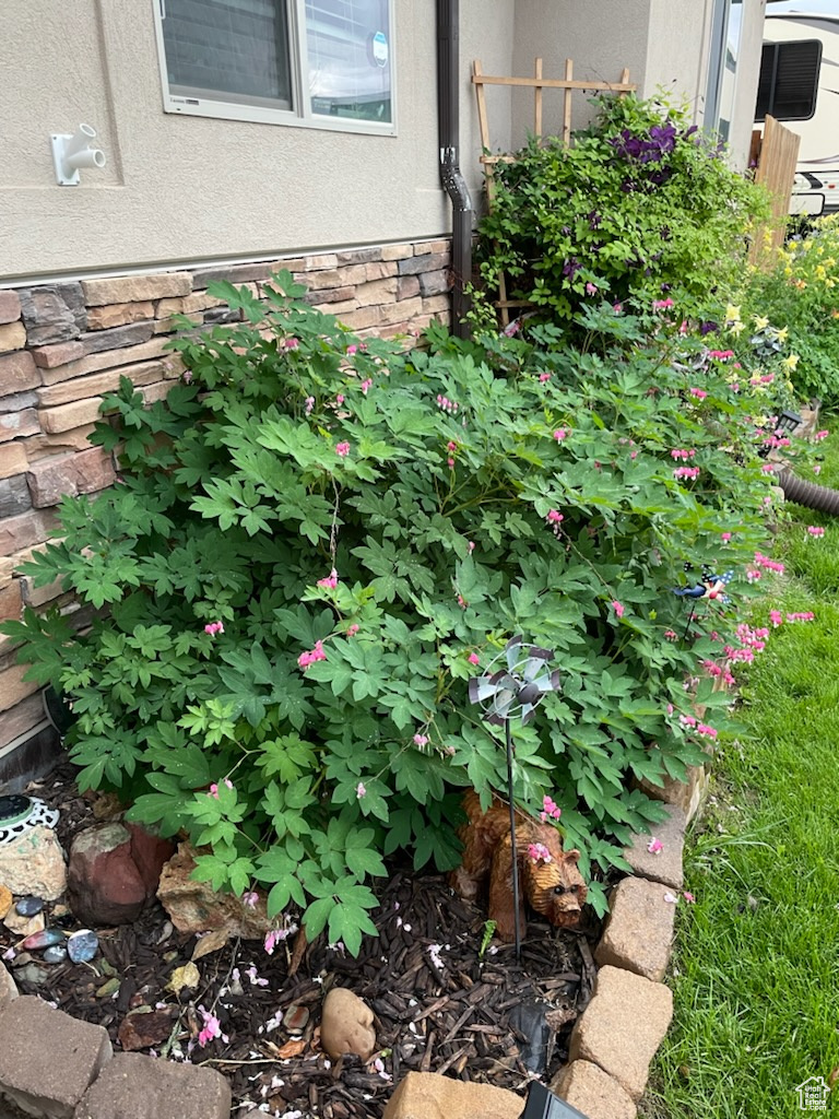 Bleeding Hearts at Front Entry