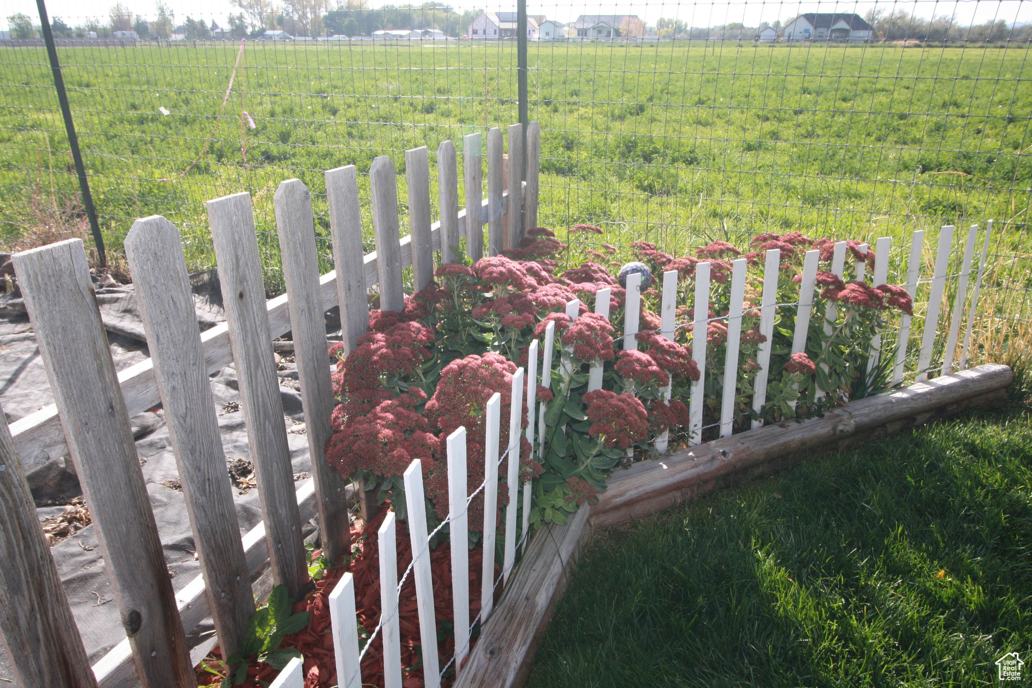 View of yard featuring a Autumn Joy.