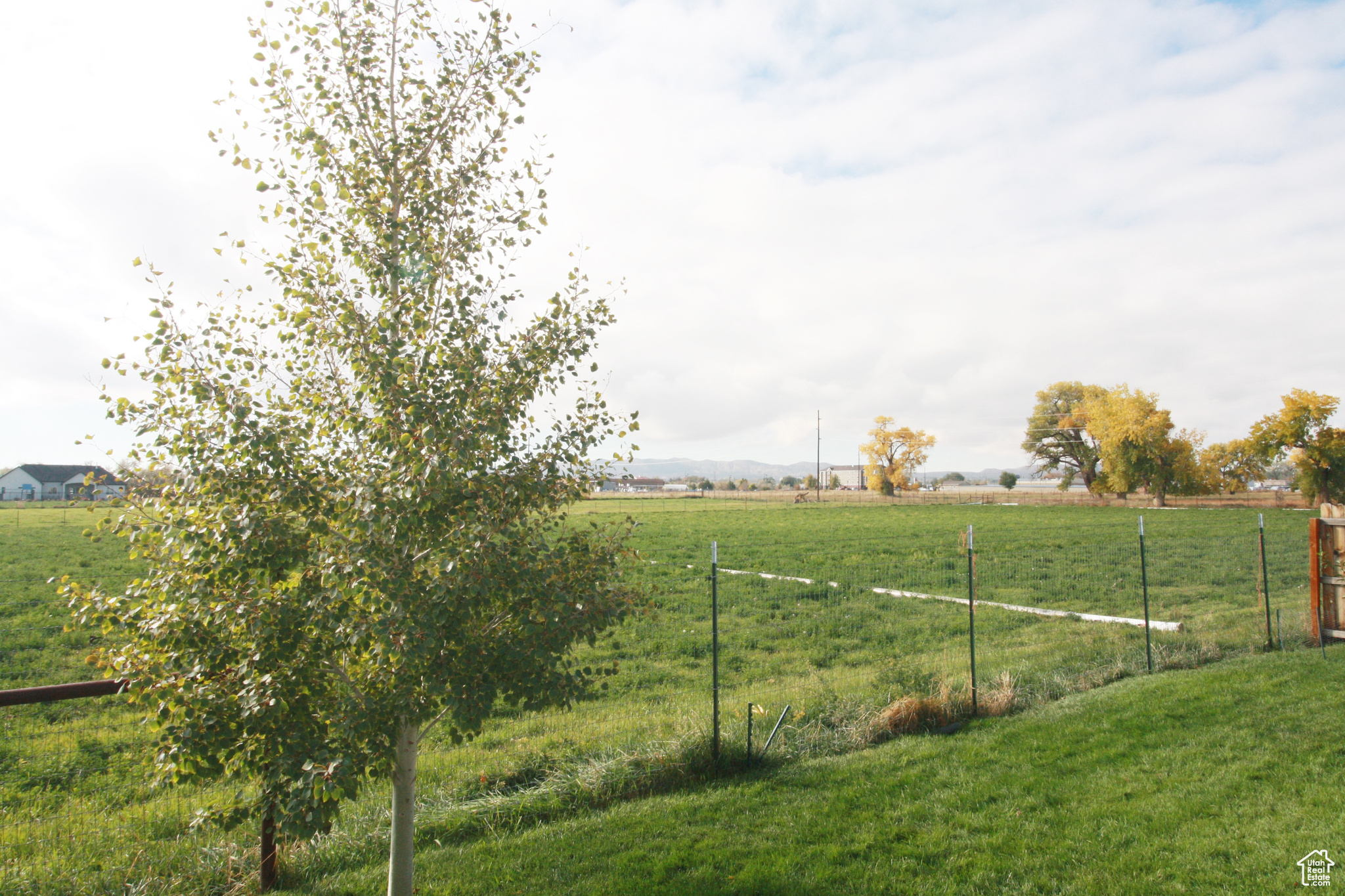 View of yard featuring a rural view. Cherry Tree & Rasberries.