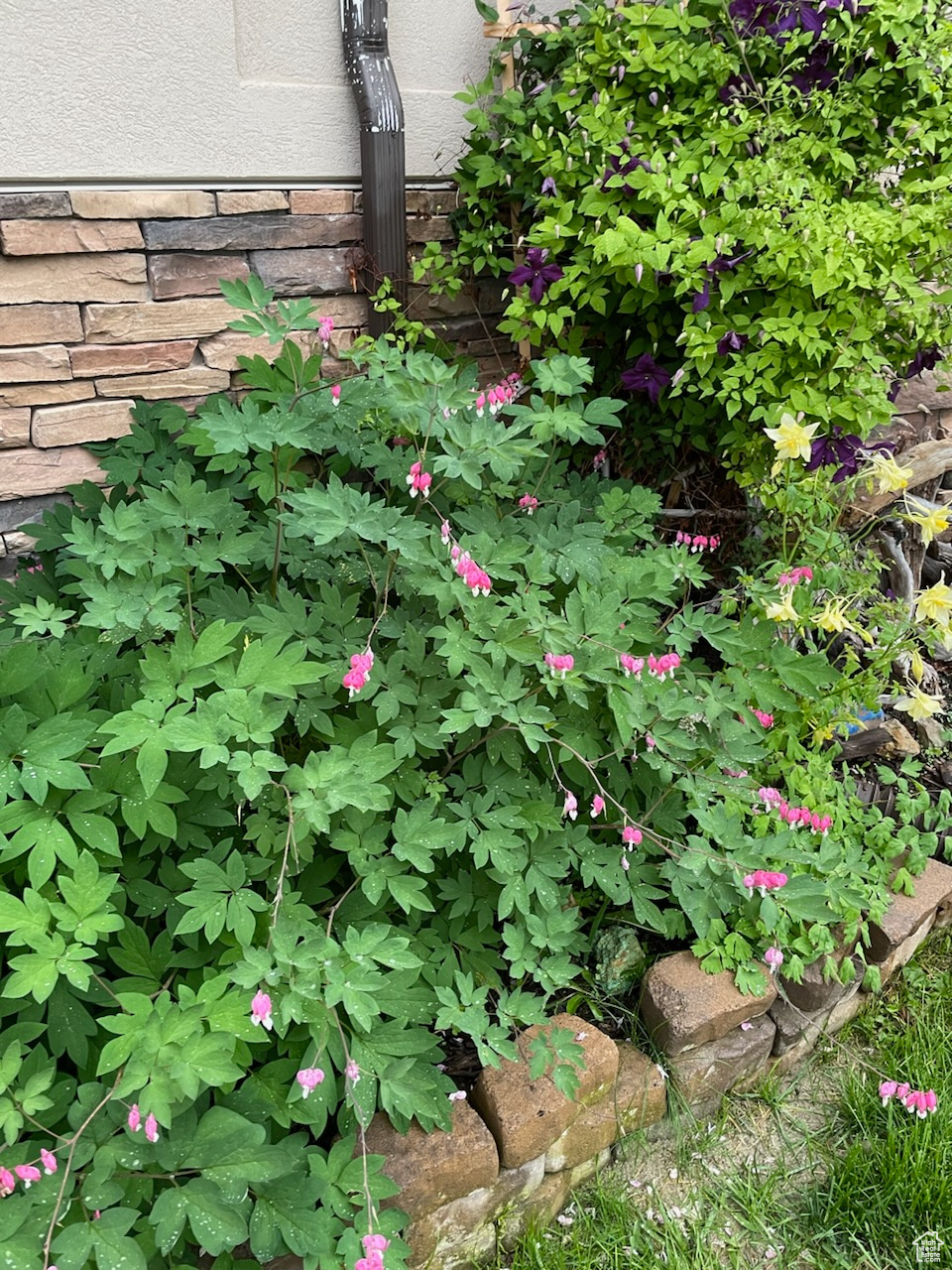 Bleeding Hearts at Front Entry