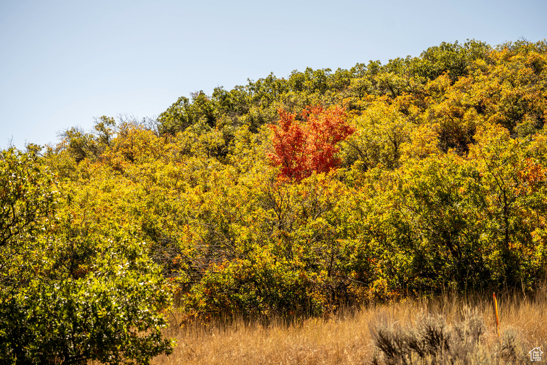 Midway, Utah 84049, ,Land,For sale,2031440