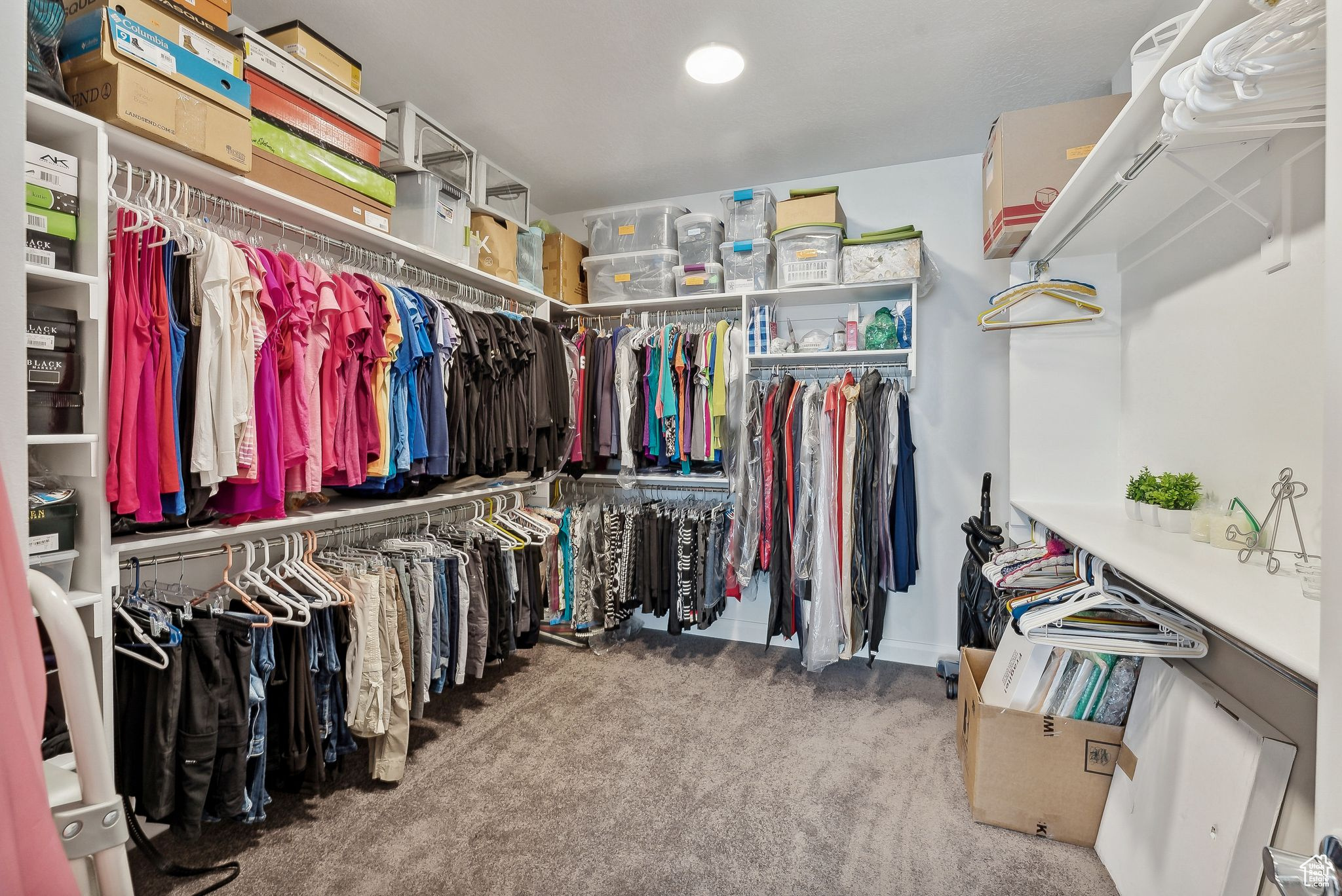 Walk in closet with carpet flooring