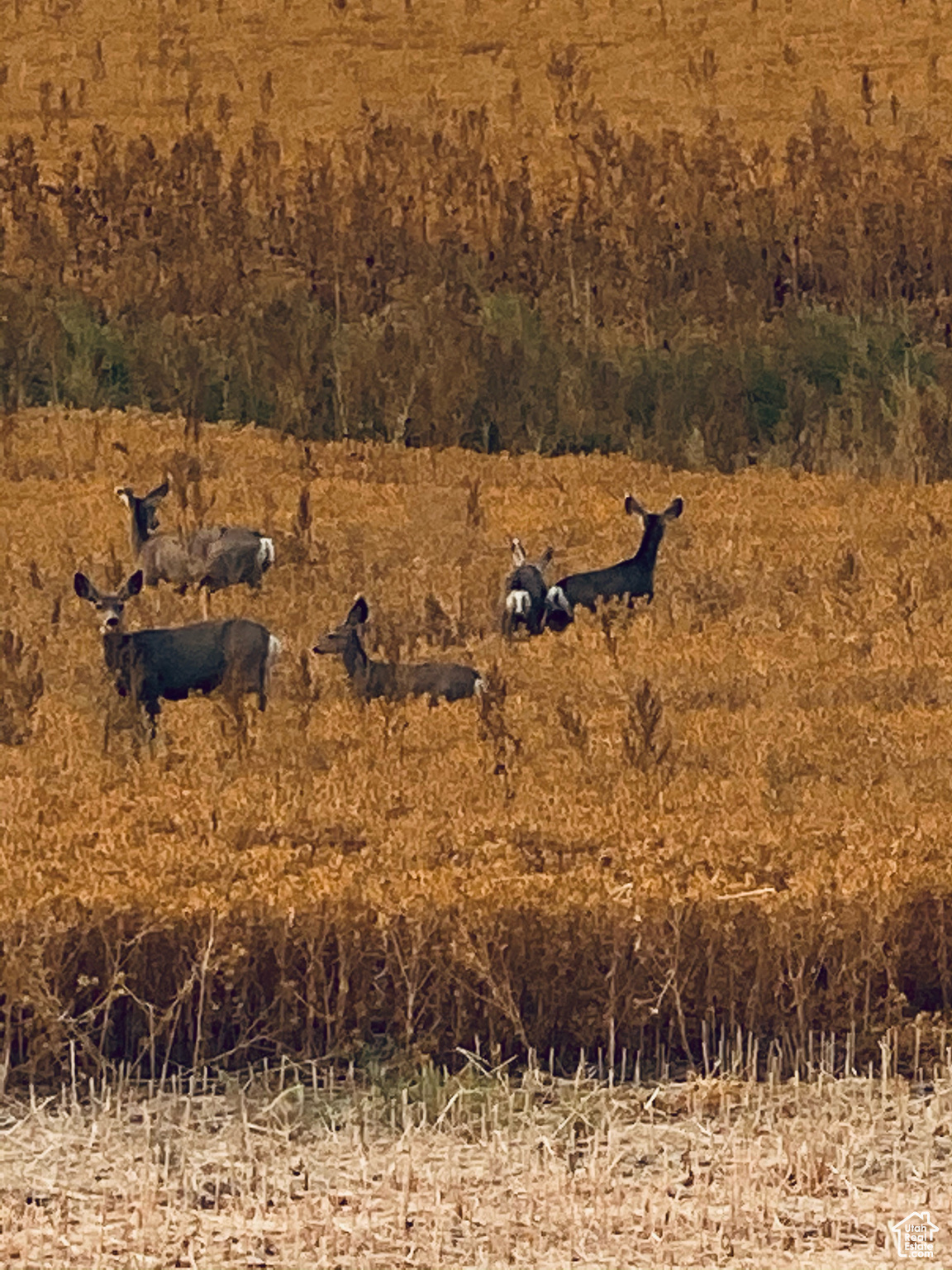 View of nature