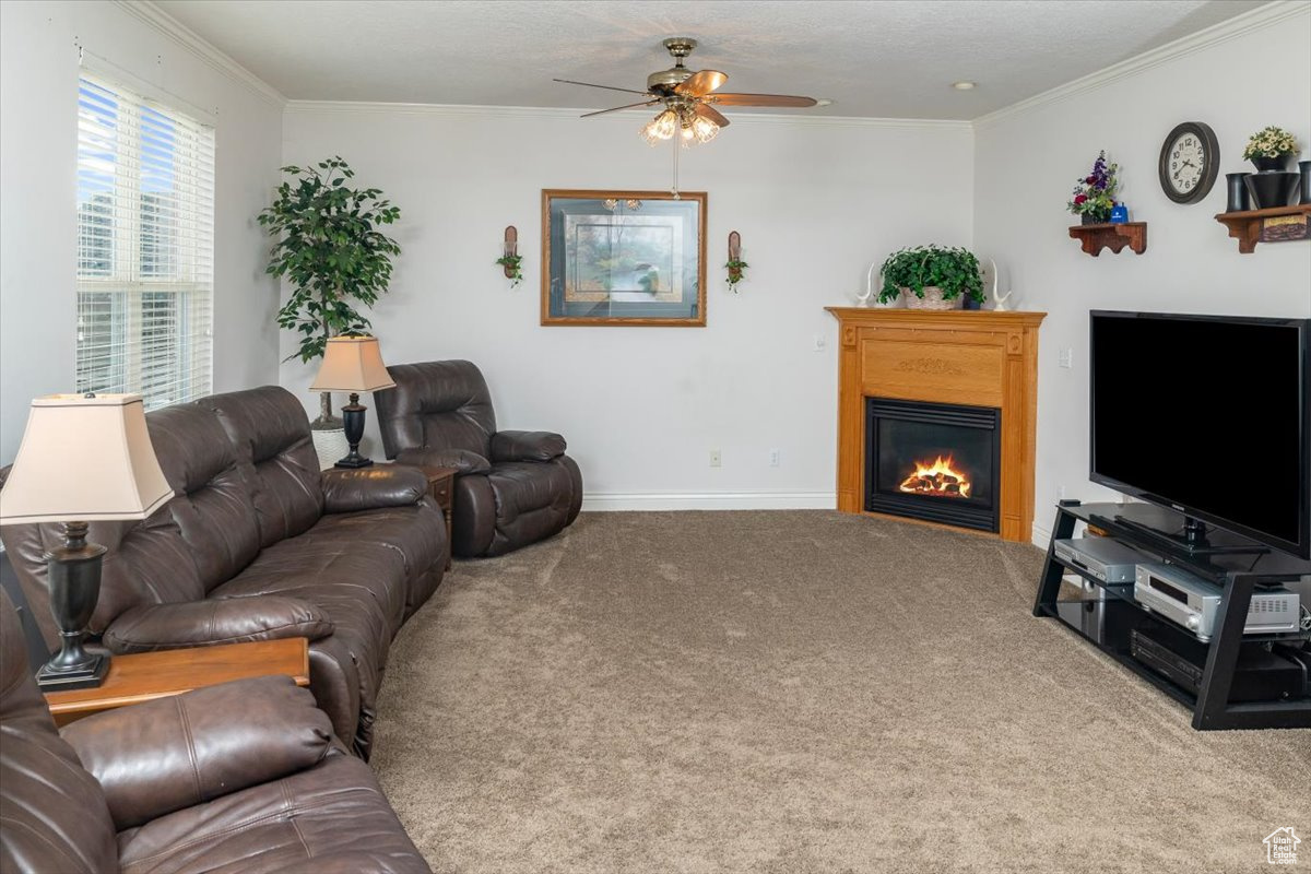 Carpeted living room featuring crown molding and ceiling fan