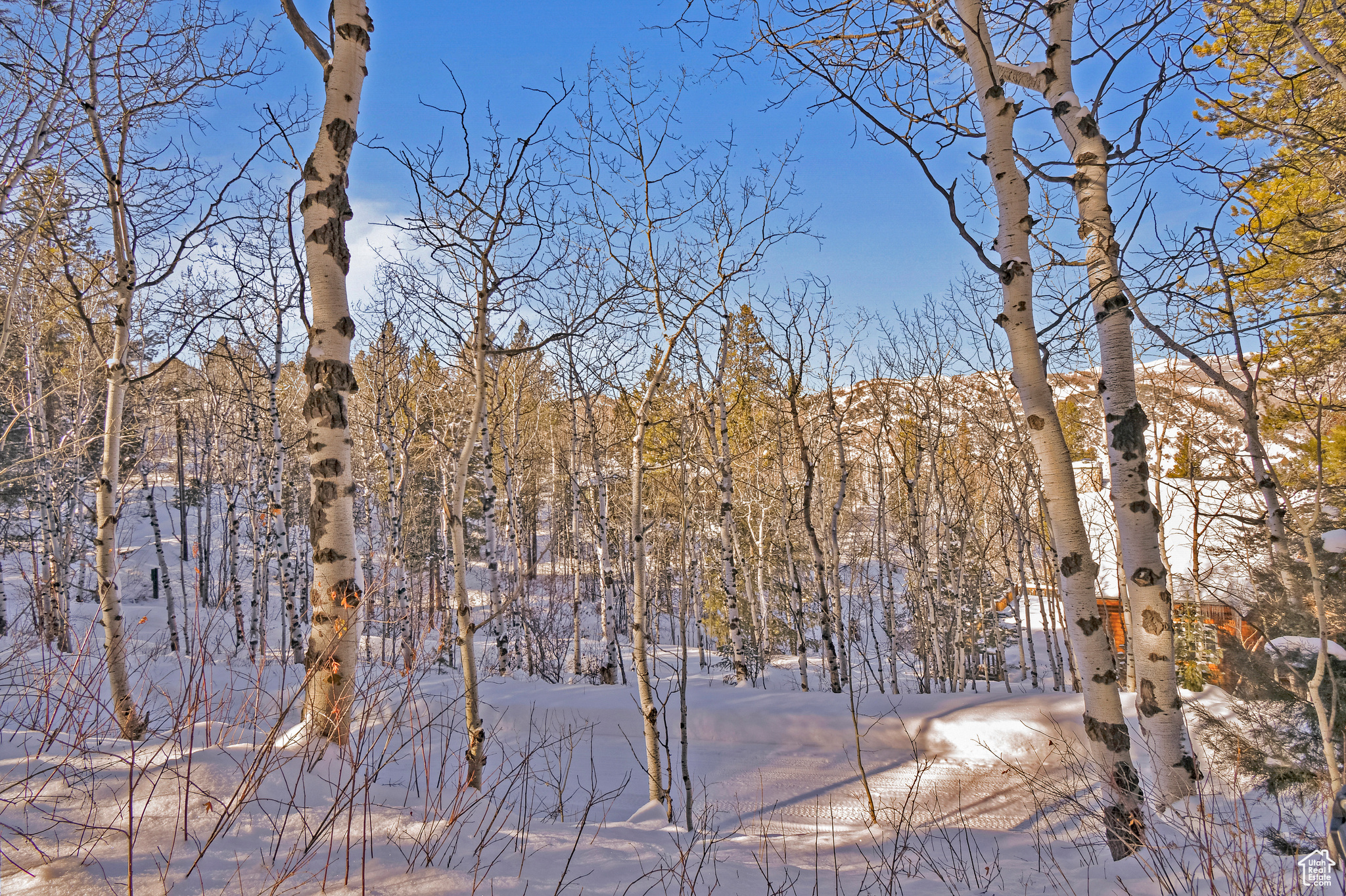 View of snow covered land