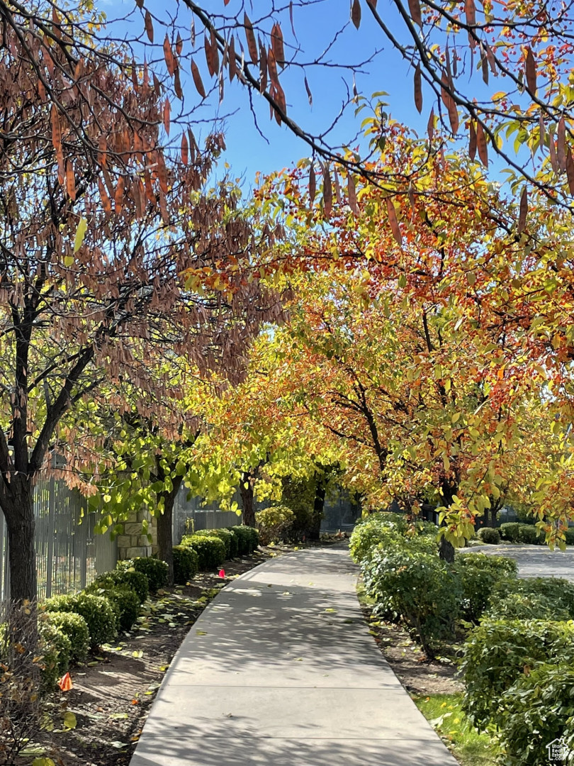 Gorgeous tree lined sidewalk backing the neighborhood