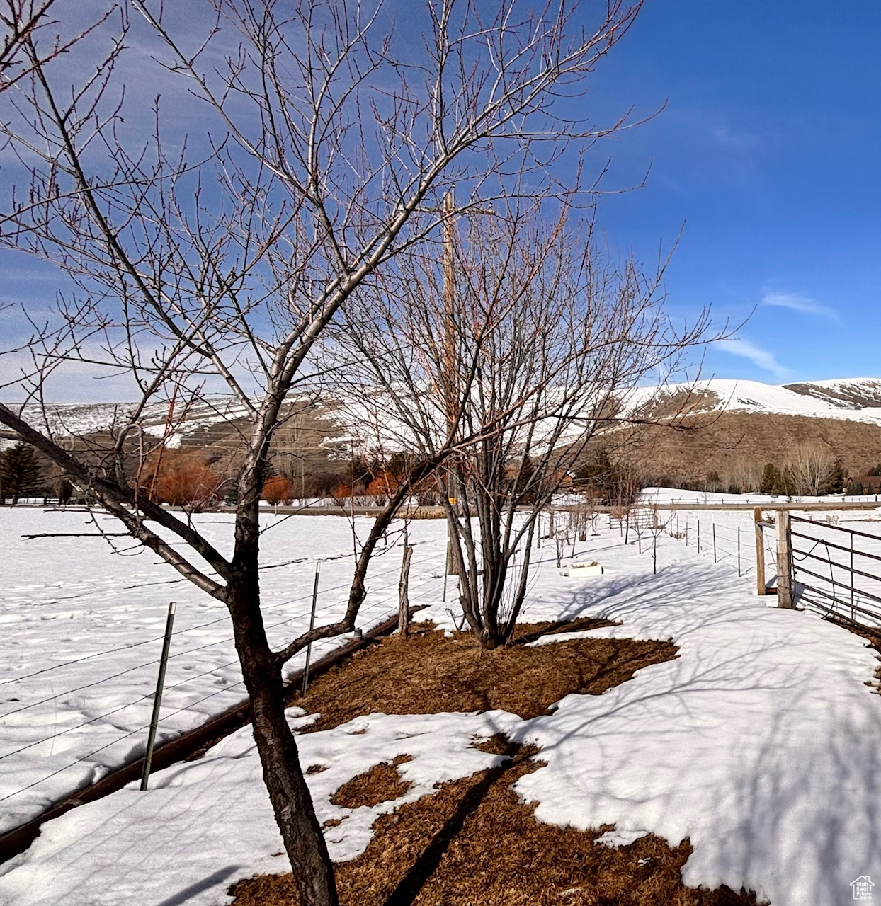 View of snowy yard