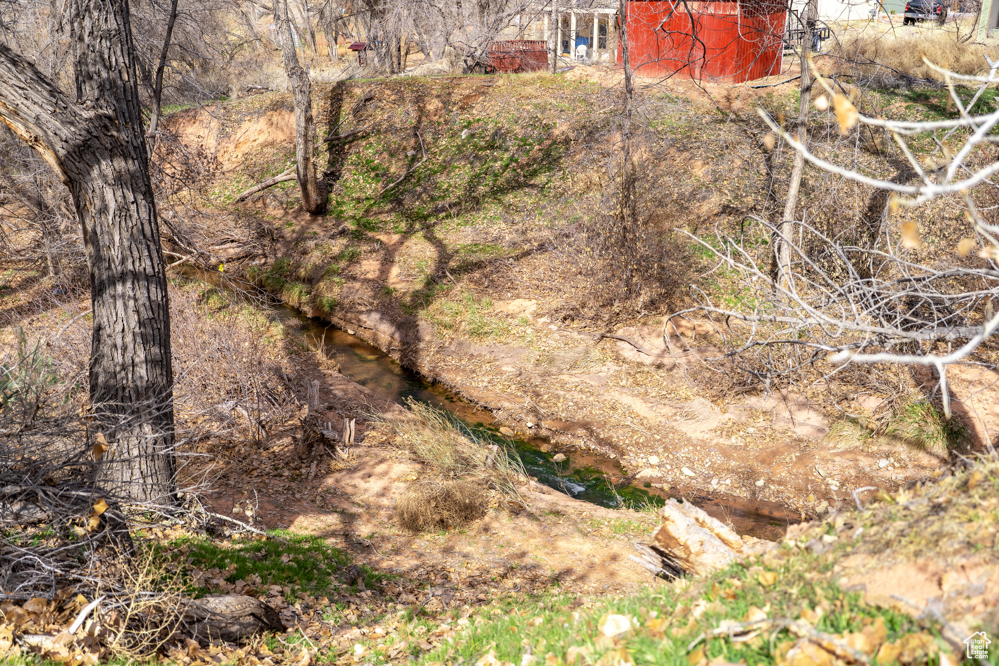 View of local wilderness