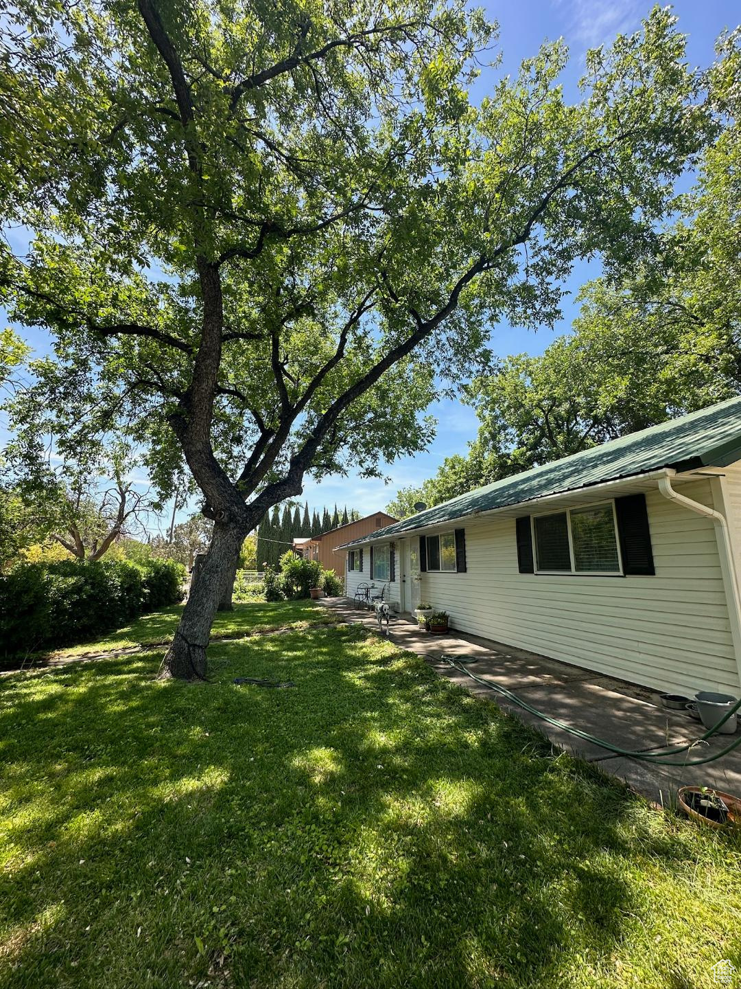 Shade Trees and Shrubs in front yard