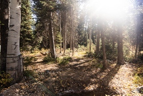 9407 E Wild Clematis Ln MLS #2027467