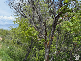 1517 S Mahogany Dr MLS #2087457