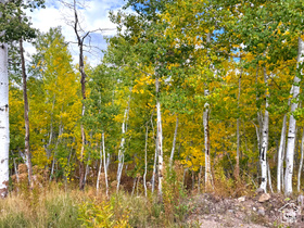 4519 S Fawn Way MLS #2113083