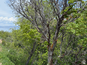 1517 S Mahogany Dr MLS #2146118